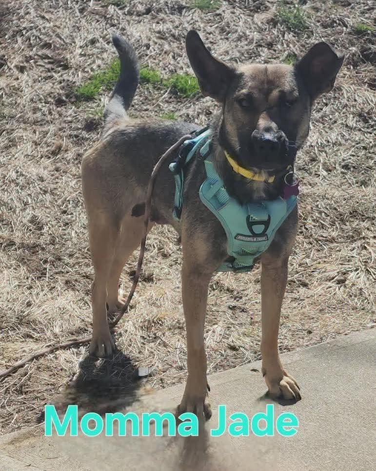 Momma Jade, adopted, Young Female Shepherd.