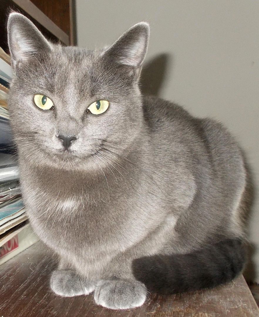 Sonia, a Adoptable Domestic Short Hair in Chattanooga, TN image 1/3