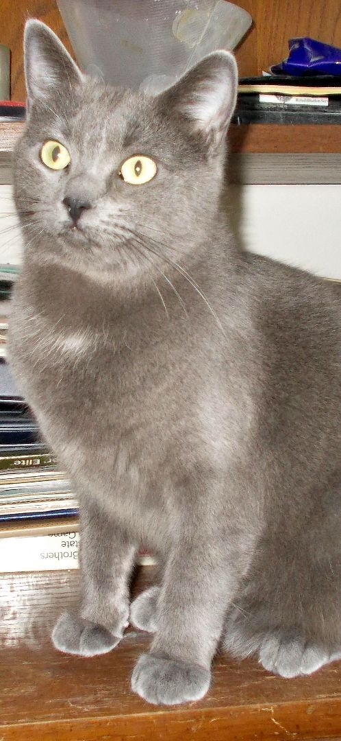 Sonia, a Adoptable Domestic Short Hair in Chattanooga, TN image 2/3