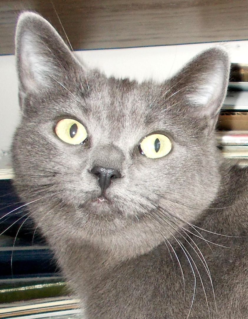 Sonia, a Adoptable Domestic Short Hair in Chattanooga, TN image 3/3
