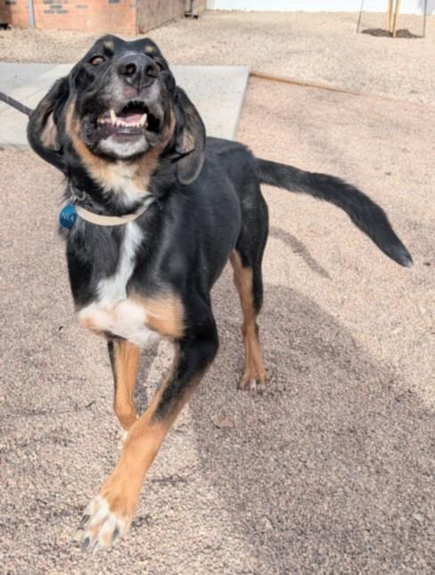 COPPER, Adoptable, Adult Male Bloodhound & Australian Shepherd.