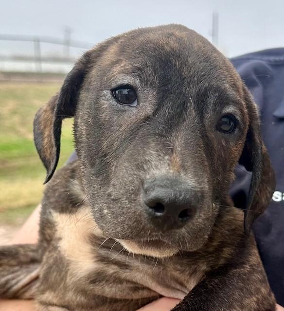 Enlarge Pickles - Tagged4Rescue, a Adoptable mixed breed in Edna, TX image 1/1