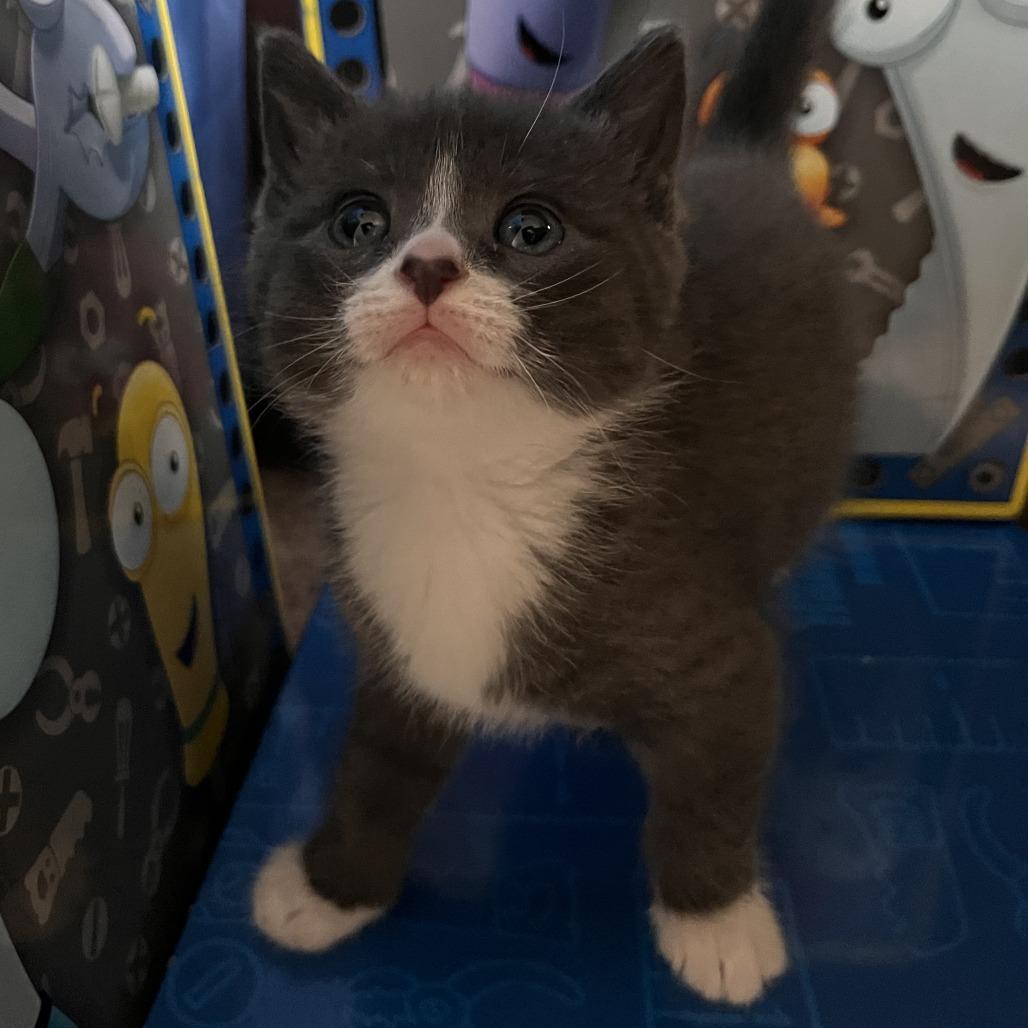 Mascarpone, Adoptable, Kitten Female Domestic Short Hair.