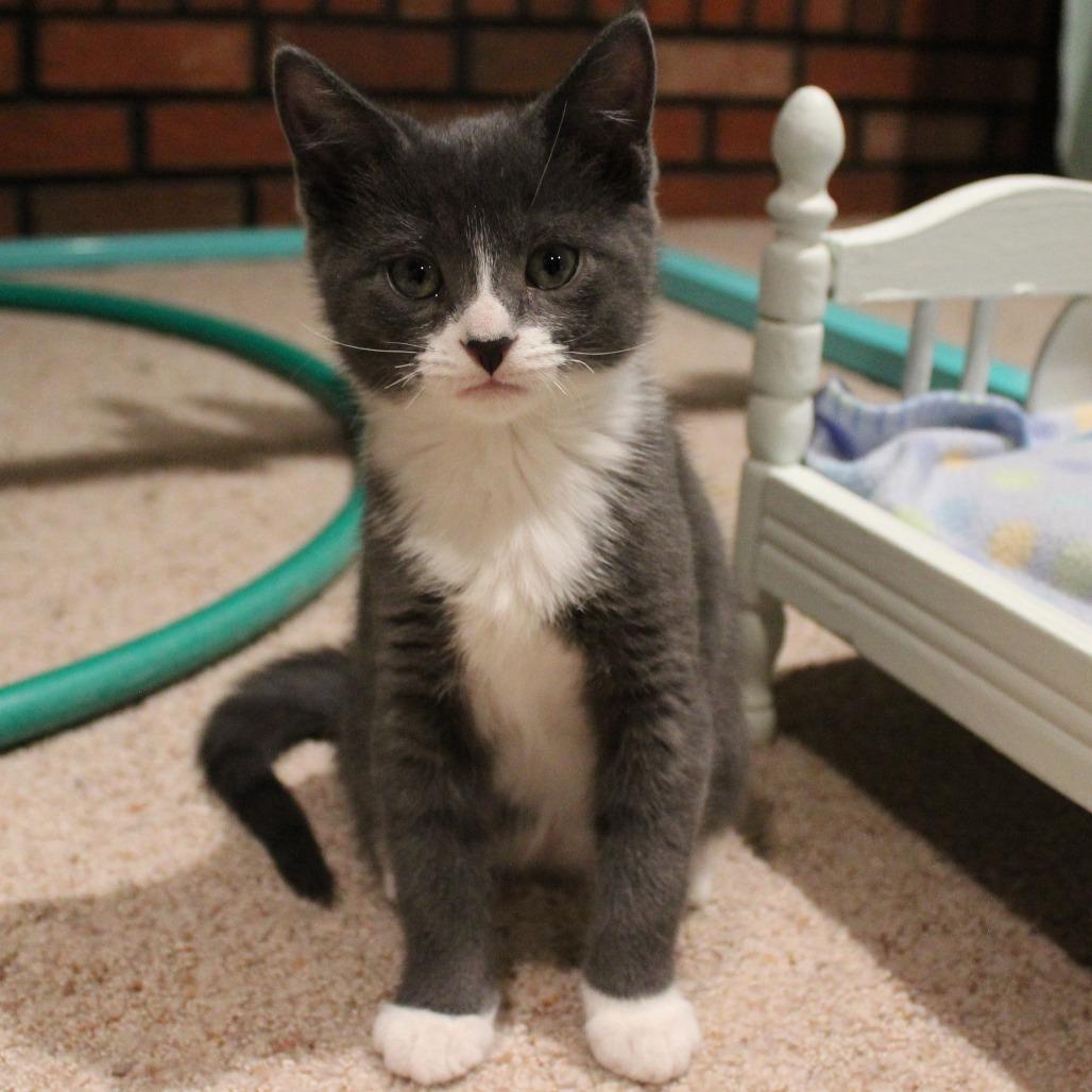 Enlarge Mascarpone, a Adoptable Domestic Short Hair in Laramie, WY image 2/2