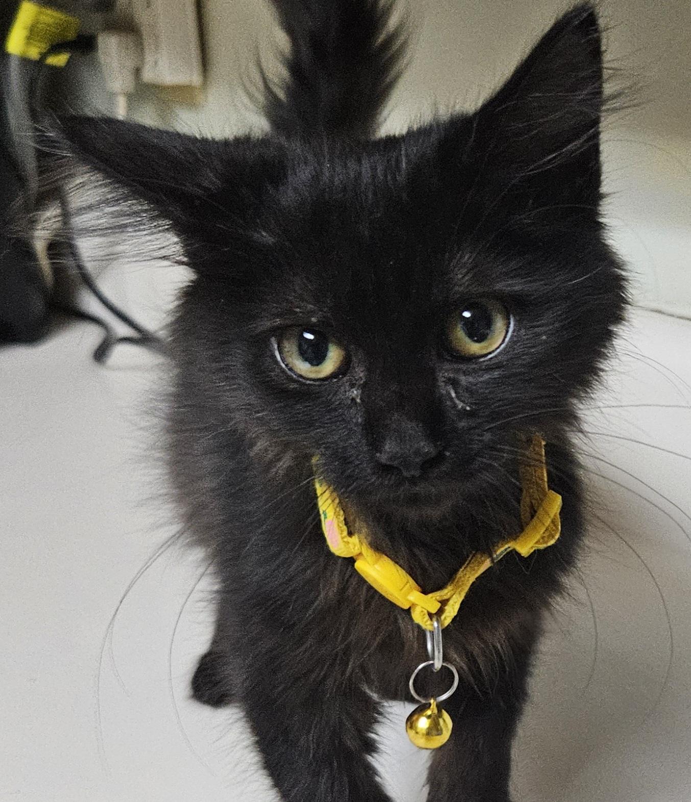 Jasmine, adopted, Young Female Domestic Medium Hair.
