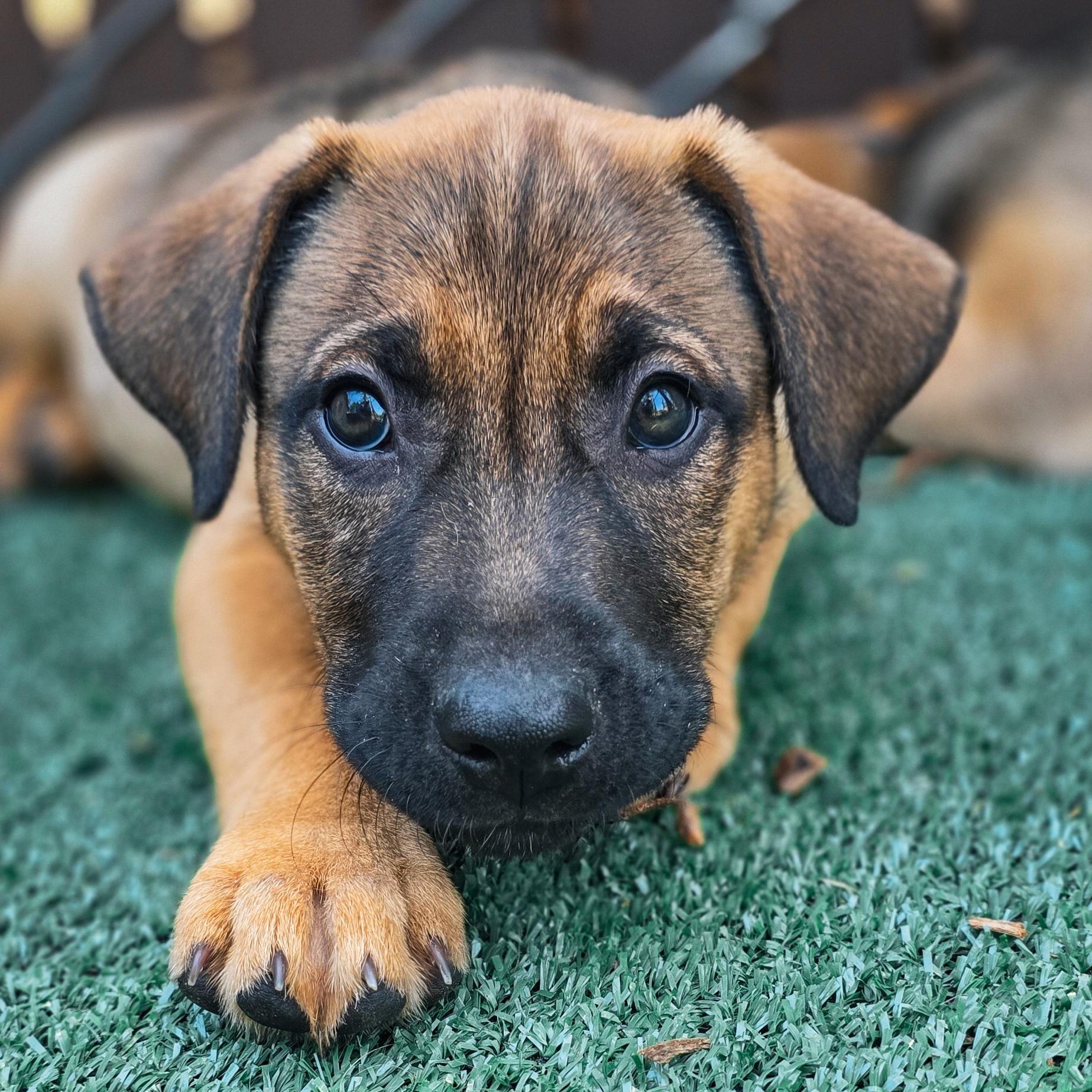 Apollo, an adopted mixed breed in Grass Valley, CA image 1/2