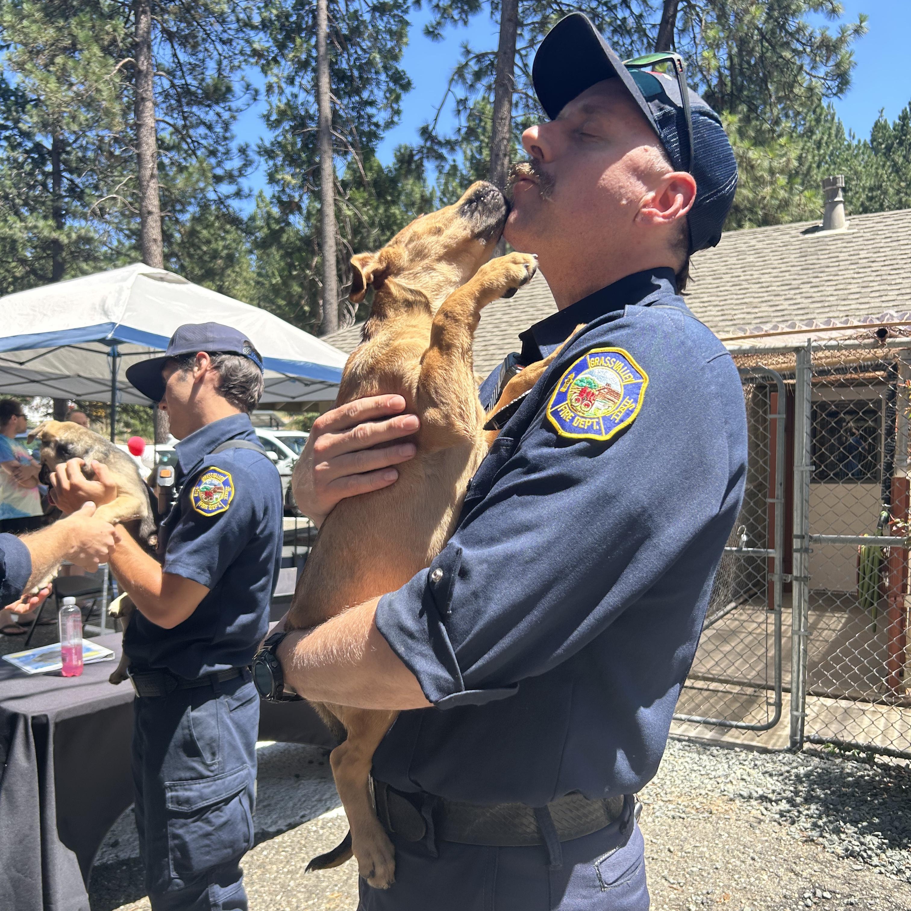 Apollo, an adopted mixed breed in Grass Valley, CA image 2/2