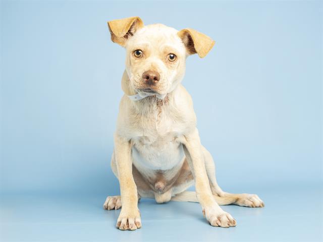 Enlarge DINO NUGGET, a Adoptable mixed breed in Phoenix, AZ image 1/1
