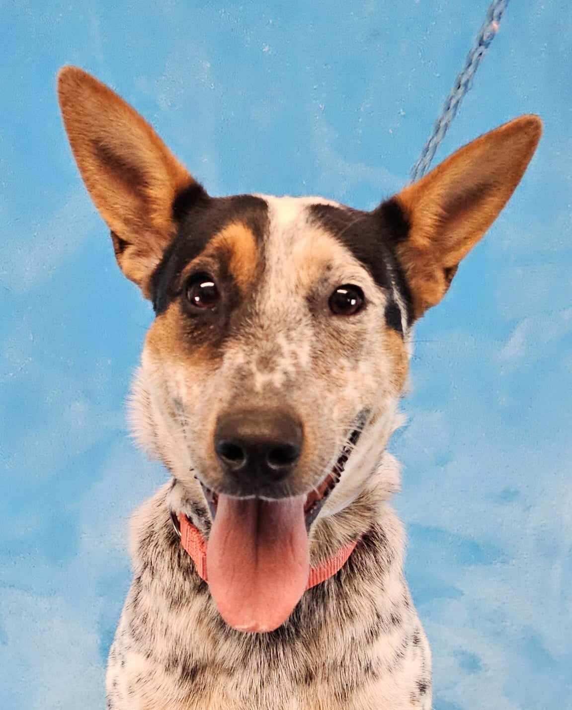 Alice In Chains, a Adopted mixed breed in Newport, TN image 1/3