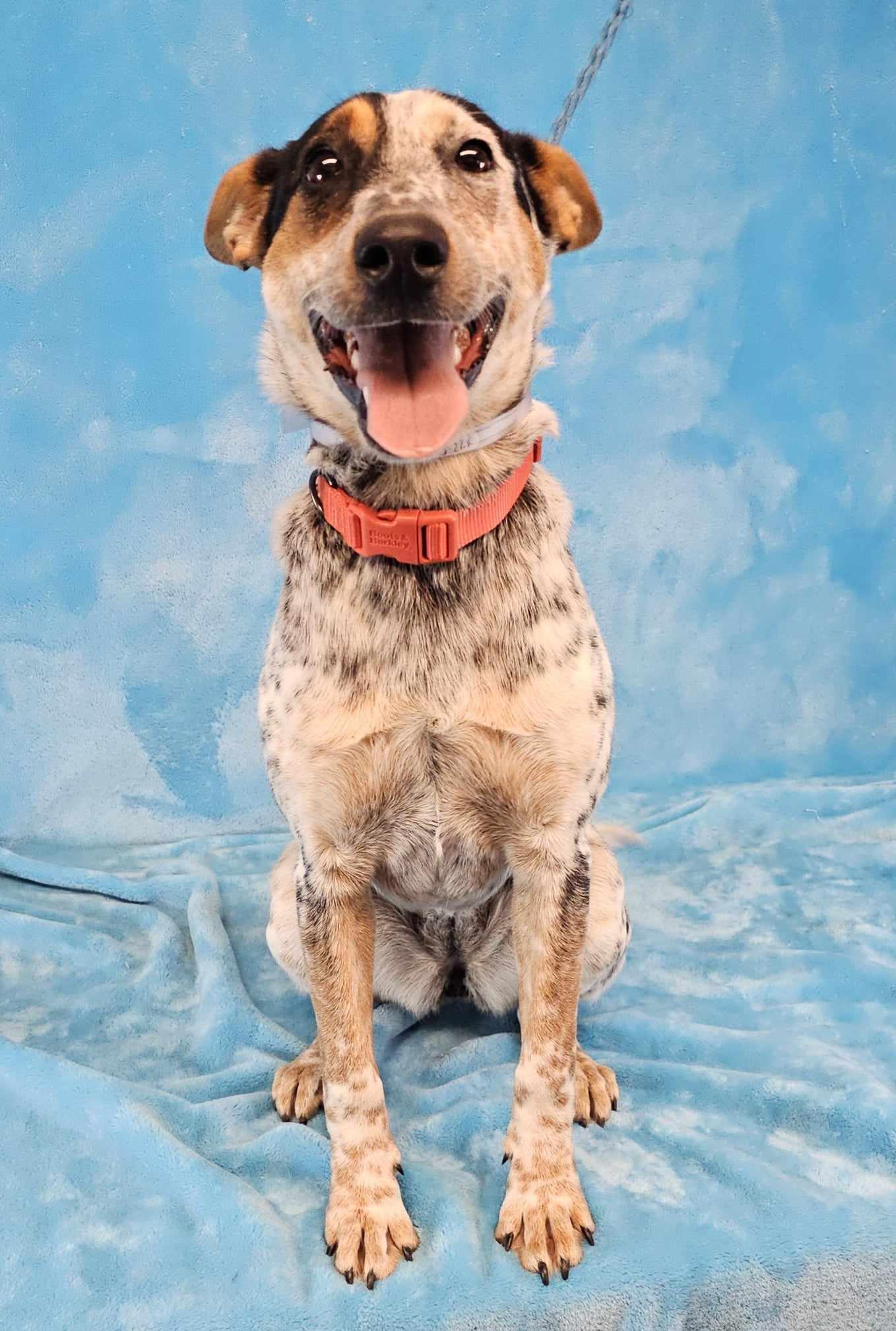 Alice In Chains, a Adopted mixed breed in Newport, TN image 3/3