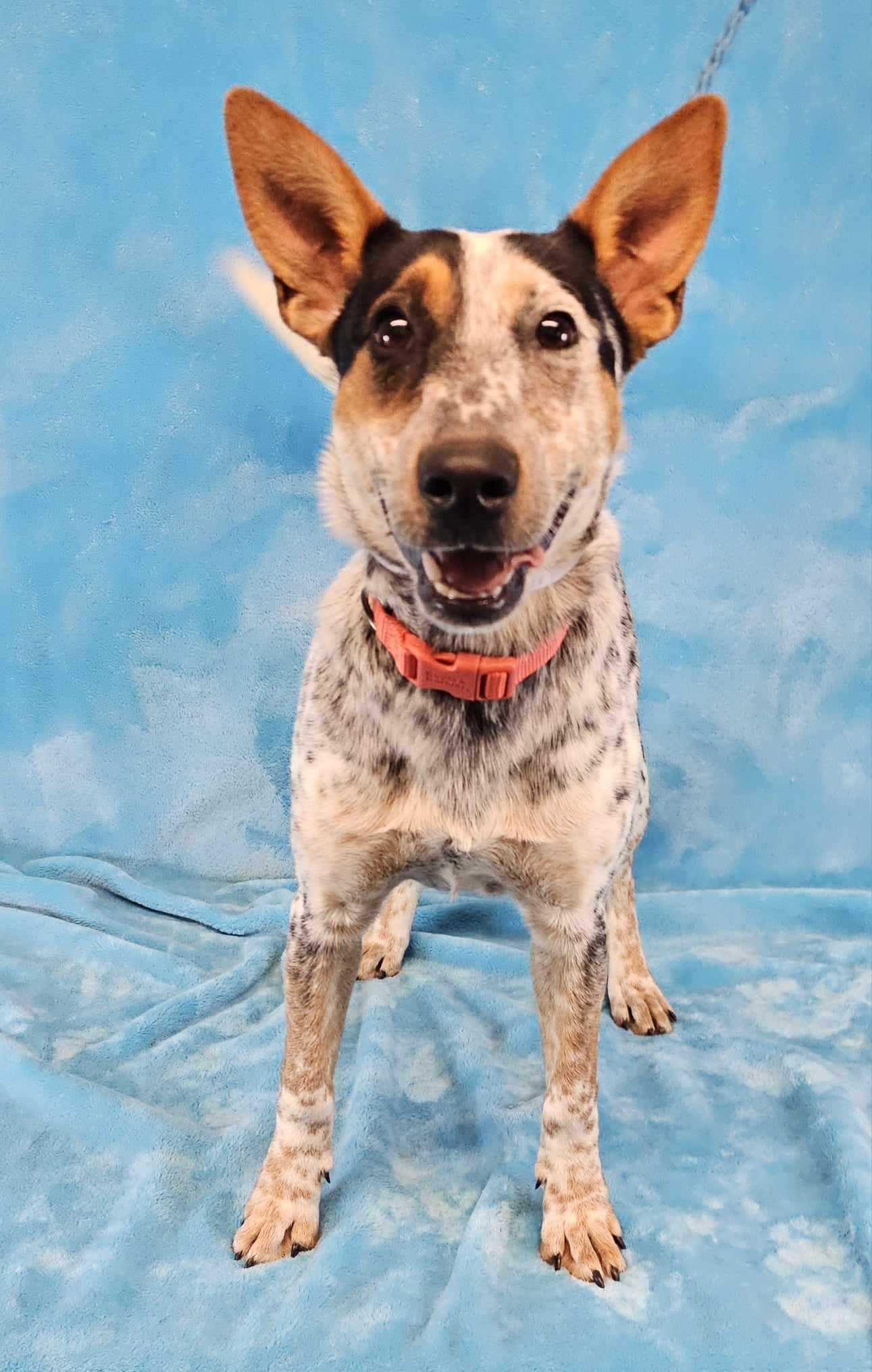 Alice In Chains, a Adopted mixed breed in Newport, TN image 2/3