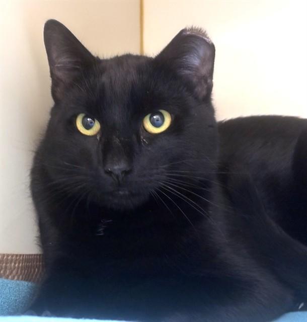 MR. MONOPOLY, Adoptable, Young Male Domestic Short Hair.