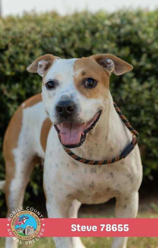 Enlarge Steve, a Adoptable American Bulldog in Mobile, AL image 1/2