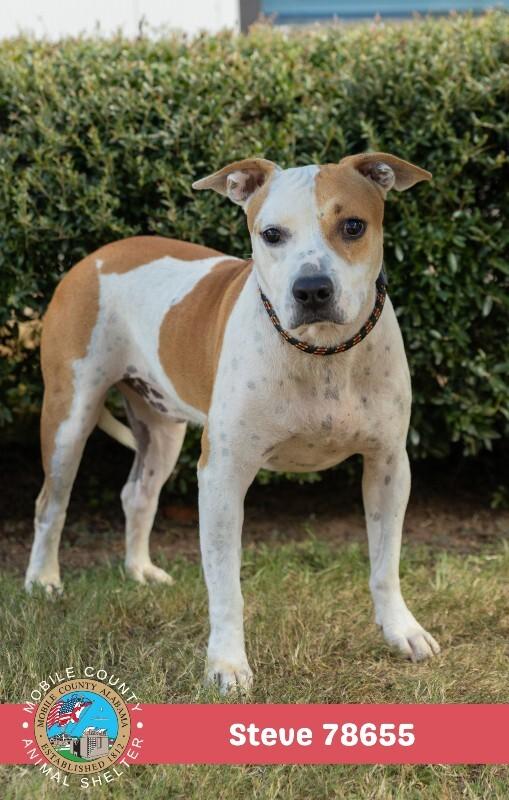 Enlarge Steve, a Adoptable American Bulldog in Mobile, AL image 2/2