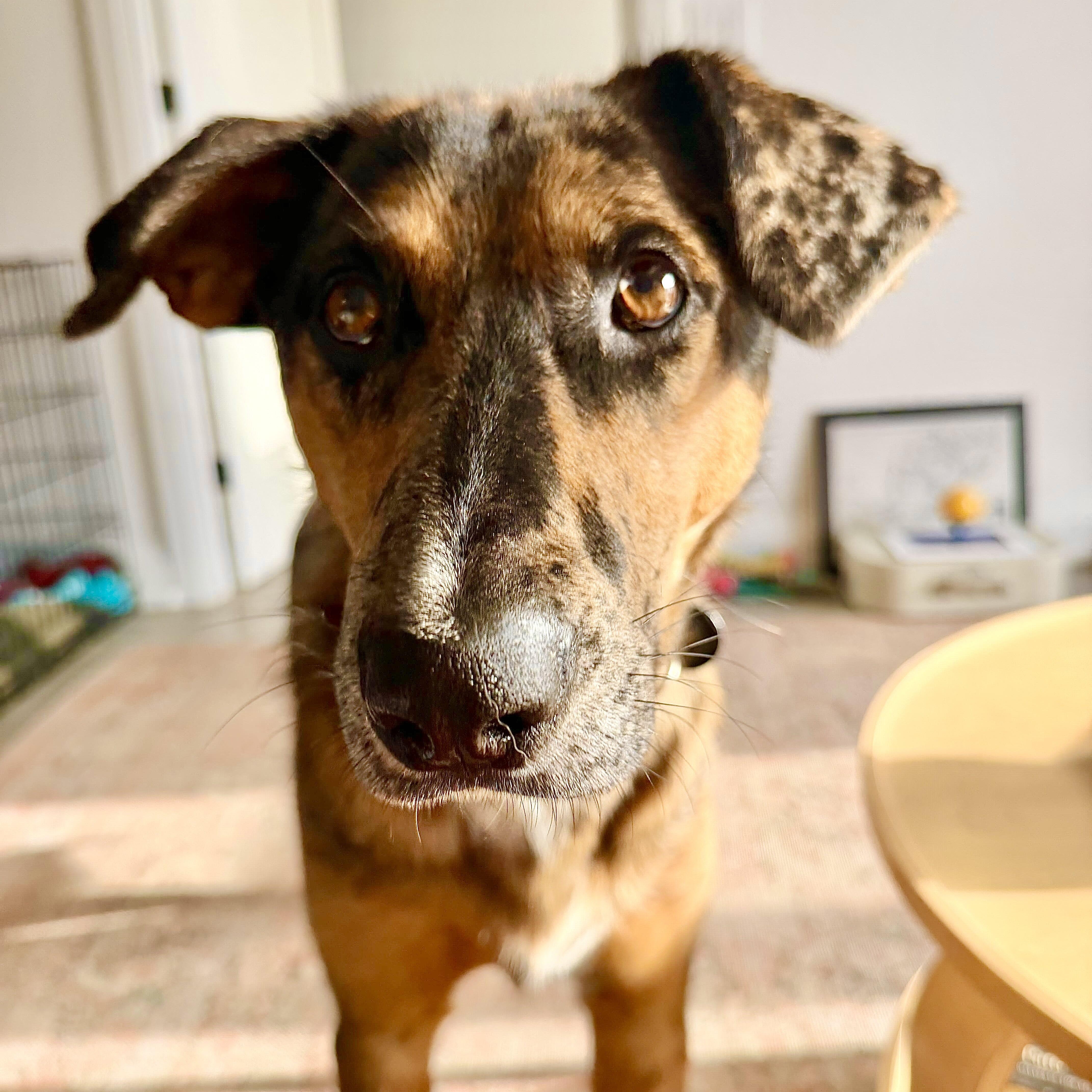 Enlarge Missy, a Adopted Mixed Breed in Oakville, ON image 1/6
