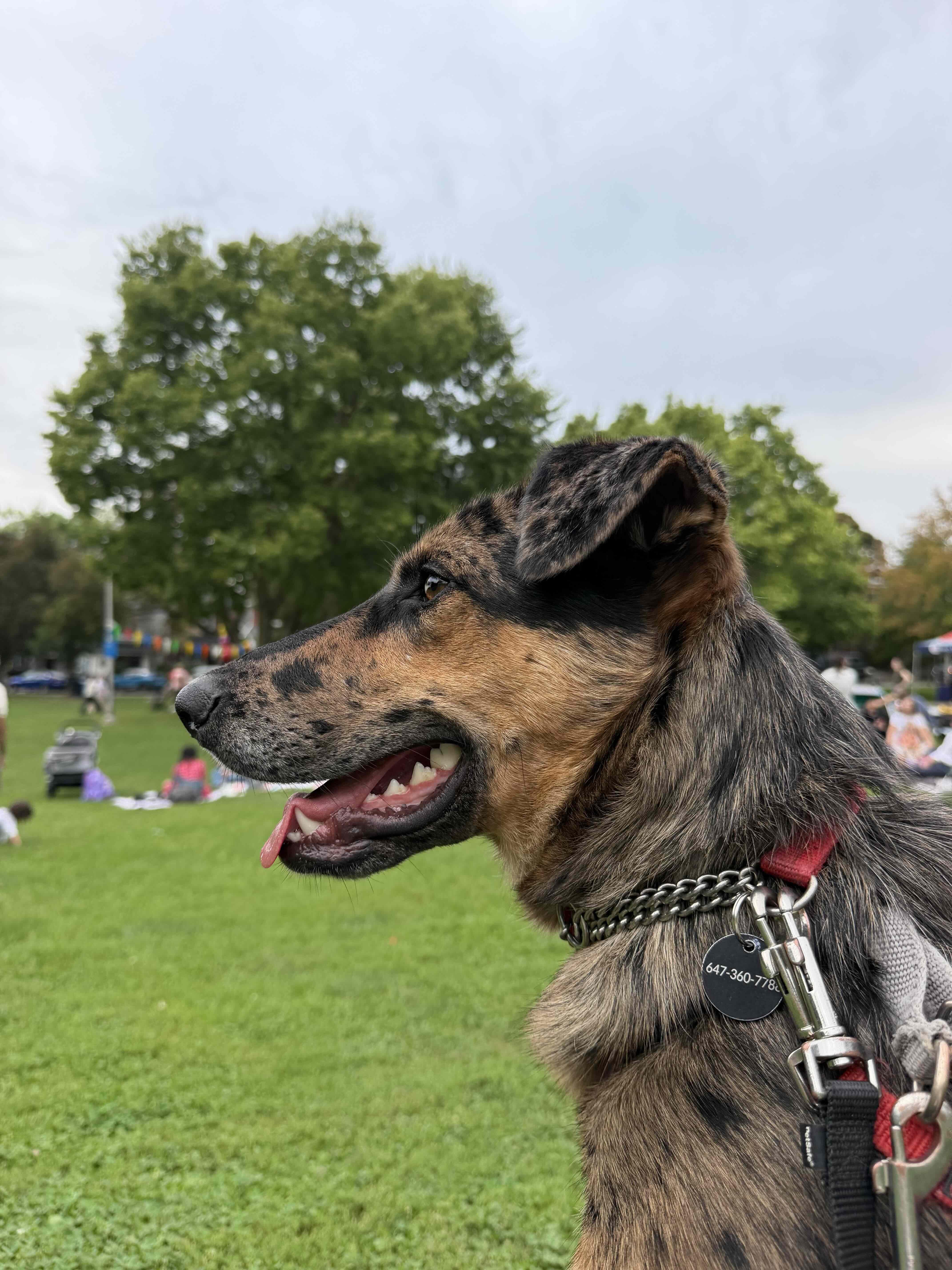 Enlarge Missy, a Adopted Mixed Breed in Oakville, ON image 5/6