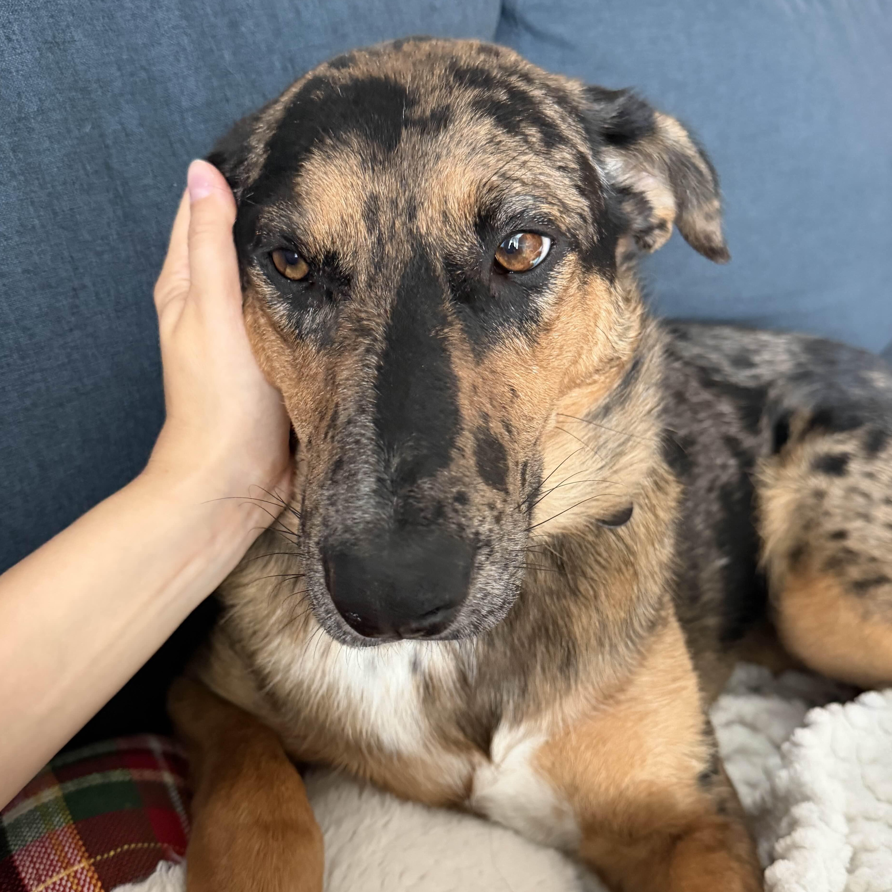 Enlarge Missy, a Adopted Mixed Breed in Oakville, ON image 2/6