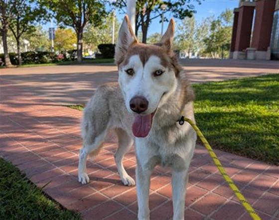 VENTI, Adoptable, Young Female Siberian Husky.