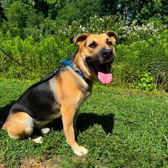 Junior, Adoptable, Adult Male German Shepherd Dog & Mixed Breed.