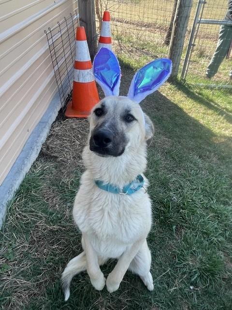 Enlarge Daisy, a ADOPTABLE Anatolian Shepherd in Augusta, WV image 3/3