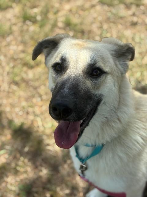 Daisy, ADOPTABLE, Young Female Anatolian Shepherd.