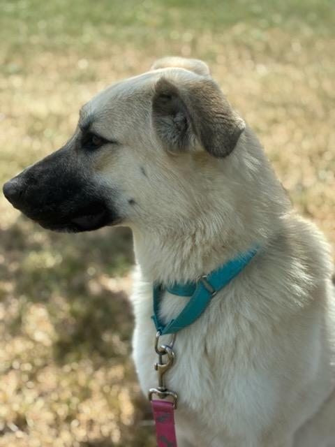 Enlarge Daisy, a ADOPTABLE Anatolian Shepherd in Augusta, WV image 2/3