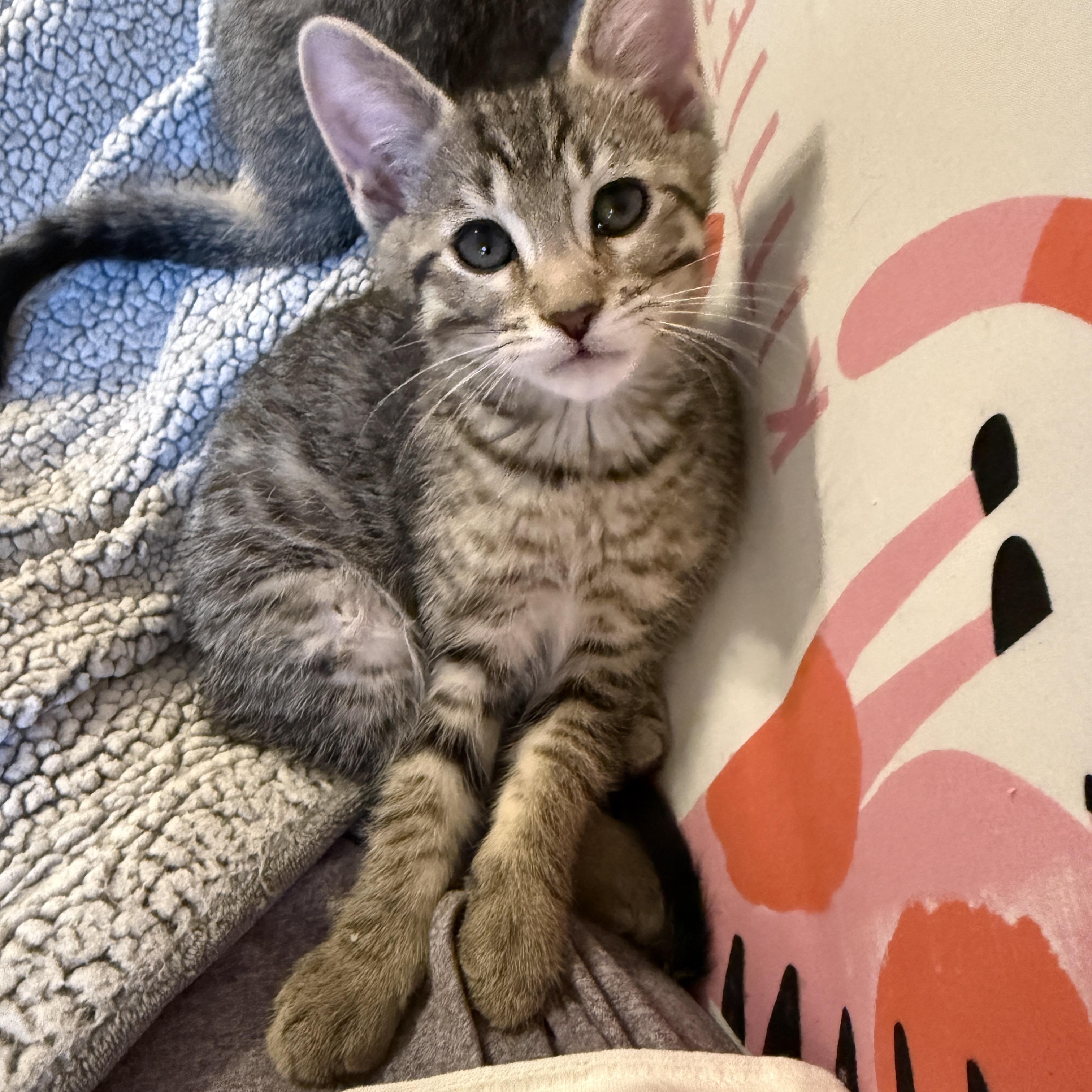 Lucky Charms - Acorn, a ADOPTABLE Domestic Short Hair in Leesburg, VA image 3/6