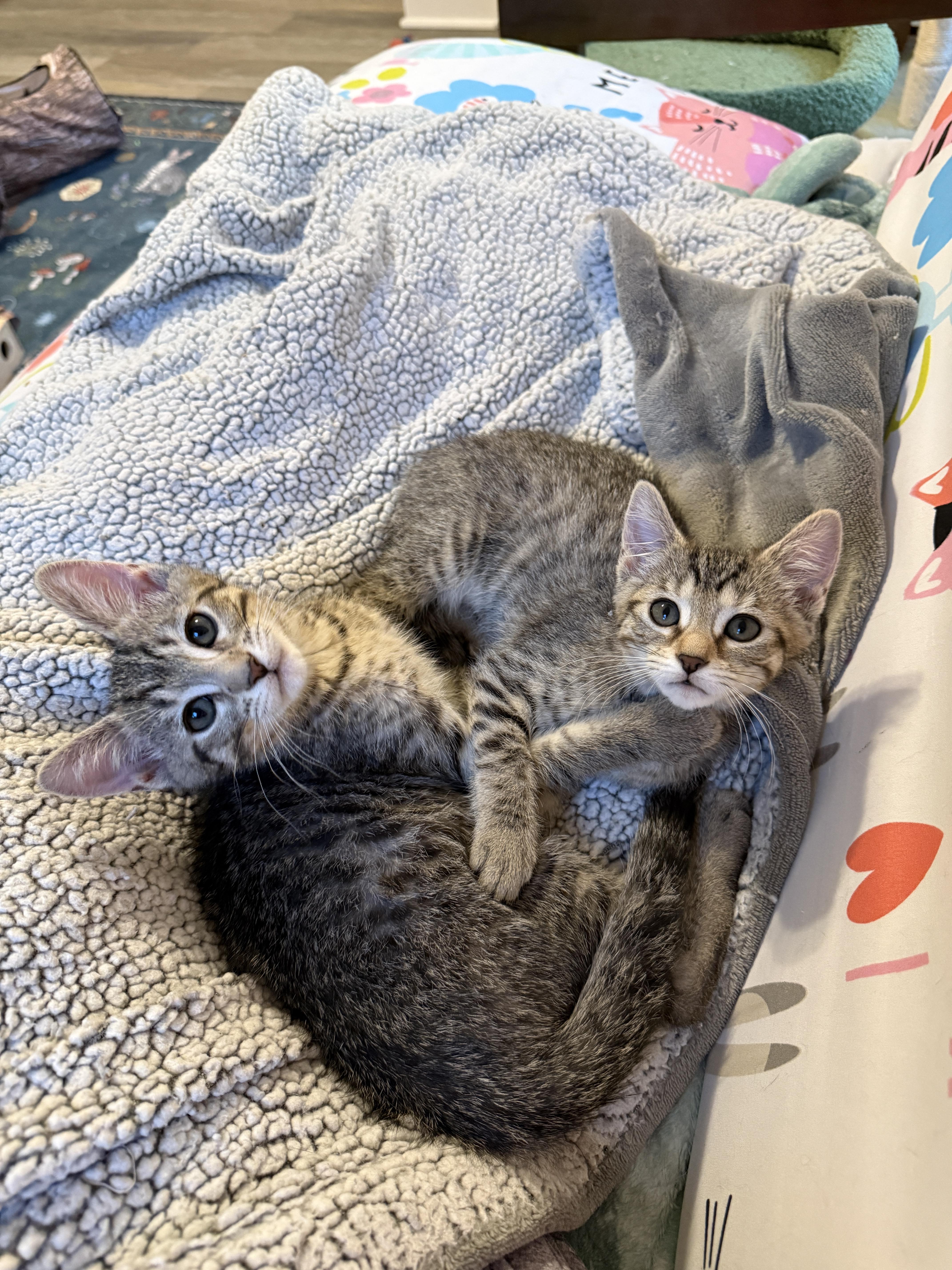 Lucky Charms - Acorn, a ADOPTABLE Domestic Short Hair in Leesburg, VA image 2/6