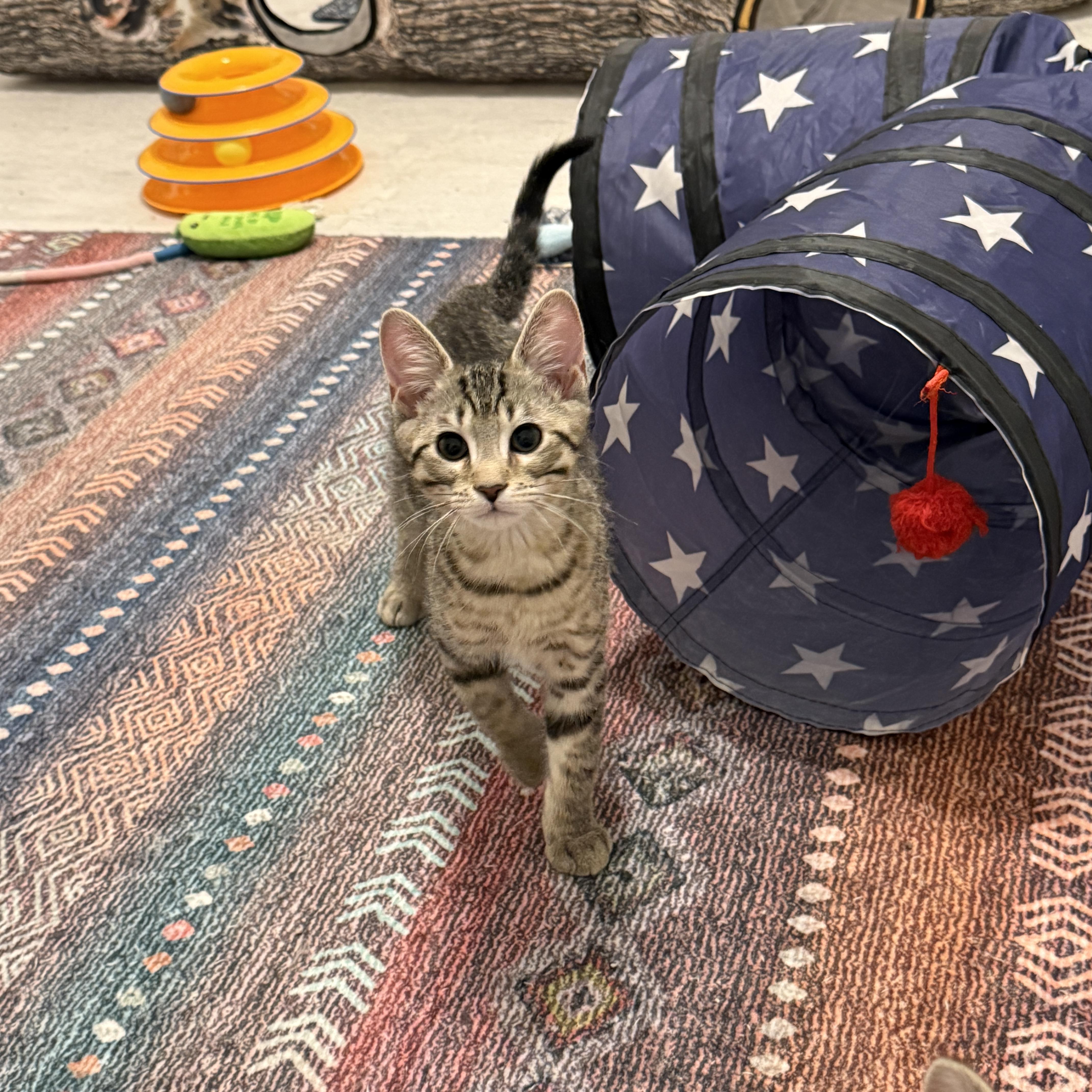 Lucky Charms - Acorn, a ADOPTABLE Domestic Short Hair in Leesburg, VA image 5/6