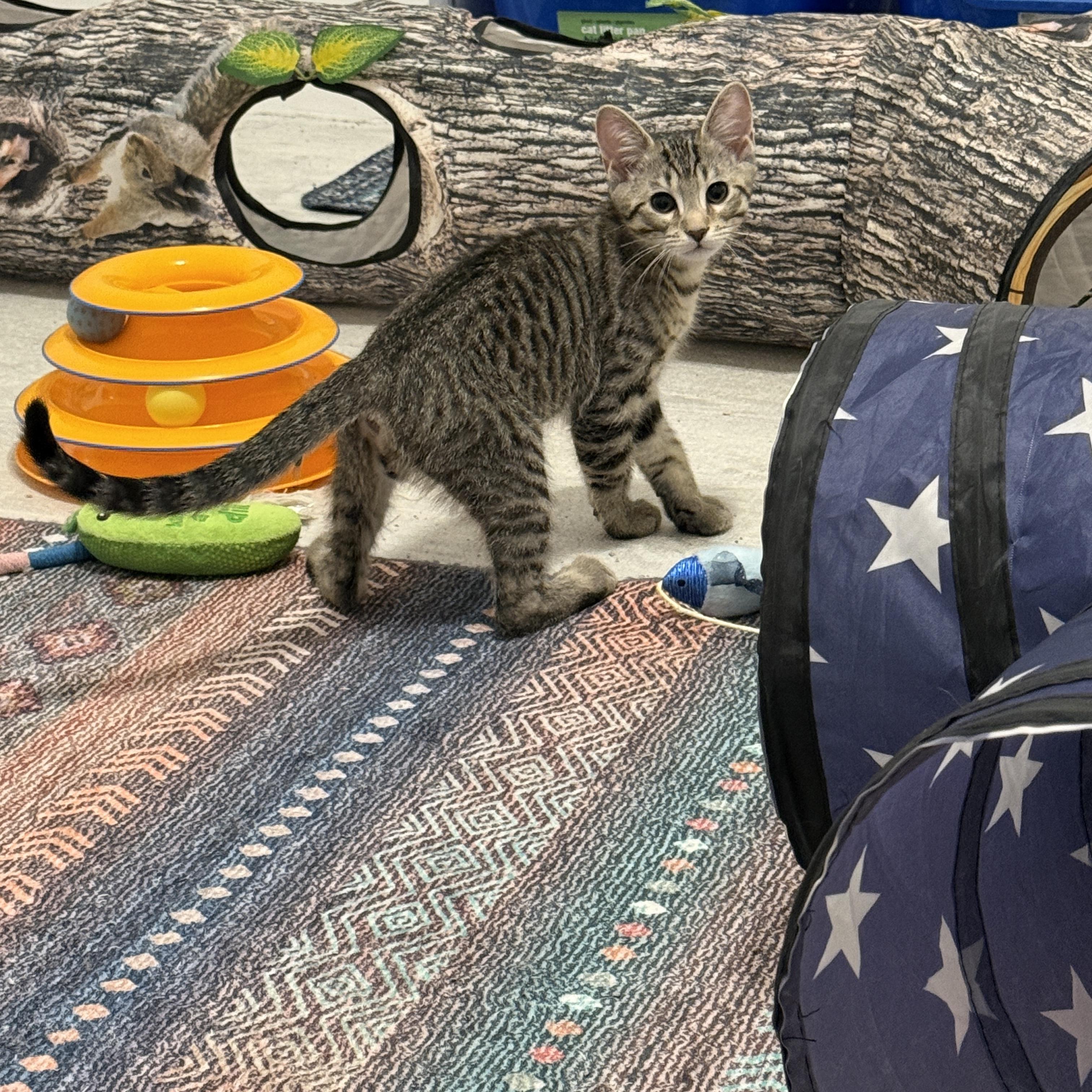 Lucky Charms - Acorn, a ADOPTABLE Domestic Short Hair in Leesburg, VA image 6/6
