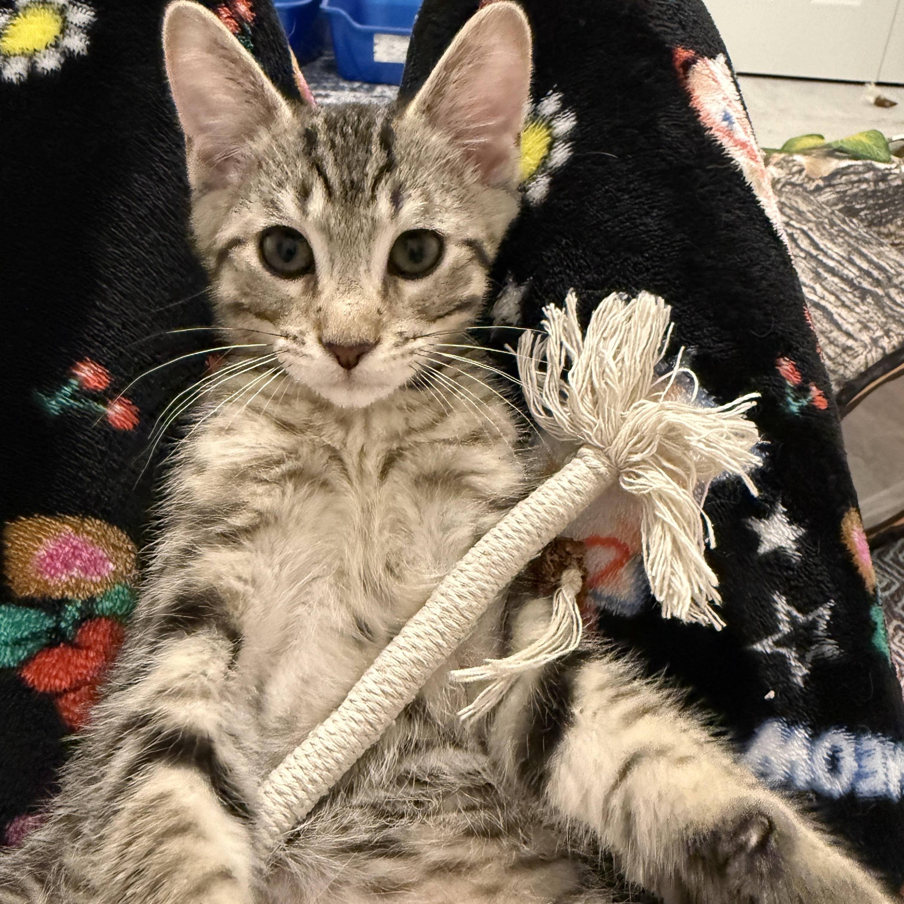 Lucky Charms - Acorn, a ADOPTABLE Domestic Short Hair in Leesburg, VA image 1/6