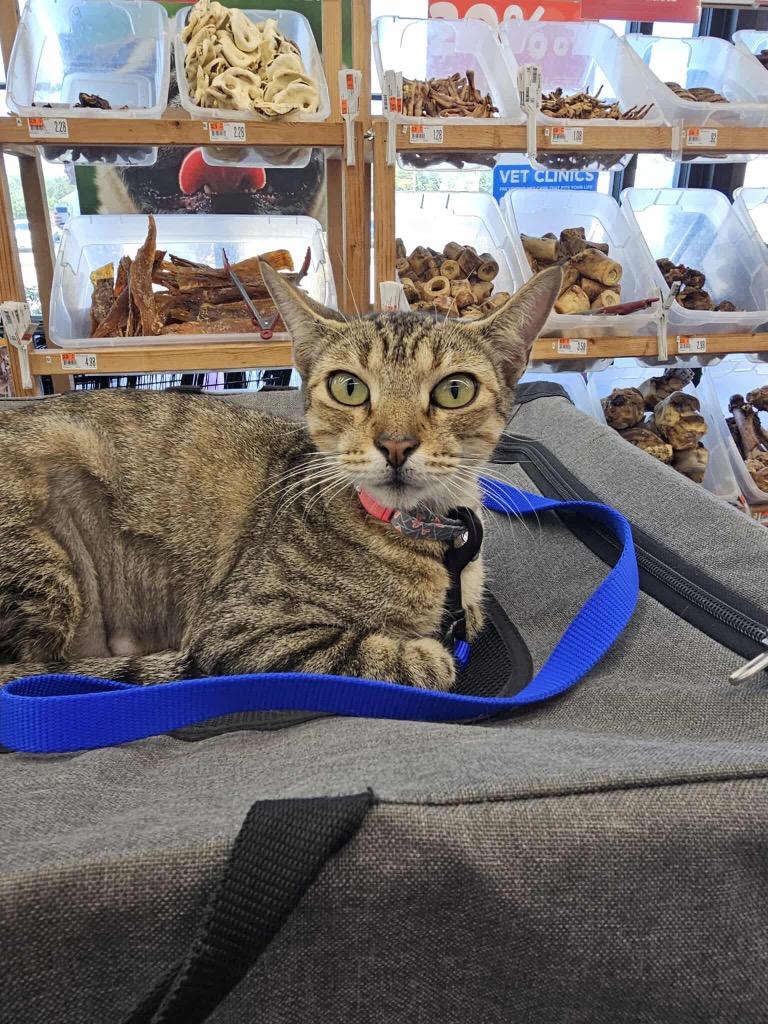 Enlarge Mavie, a Adoptable Domestic Short Hair in Alvin, TX image 3/6