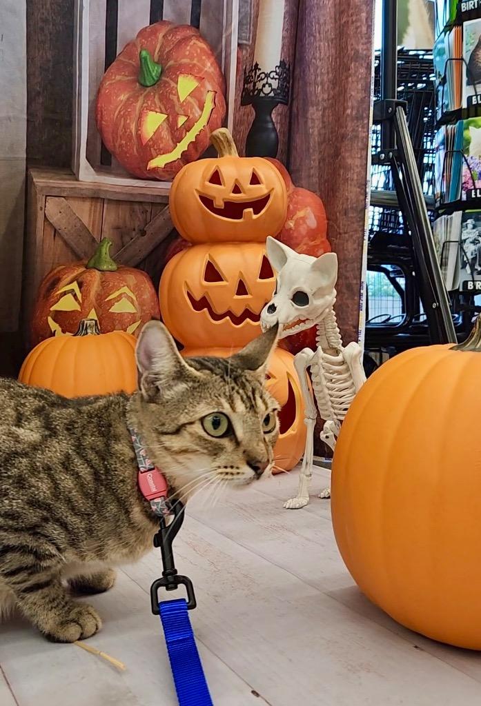 Enlarge Mavie, a Adoptable Domestic Short Hair in Alvin, TX image 4/6