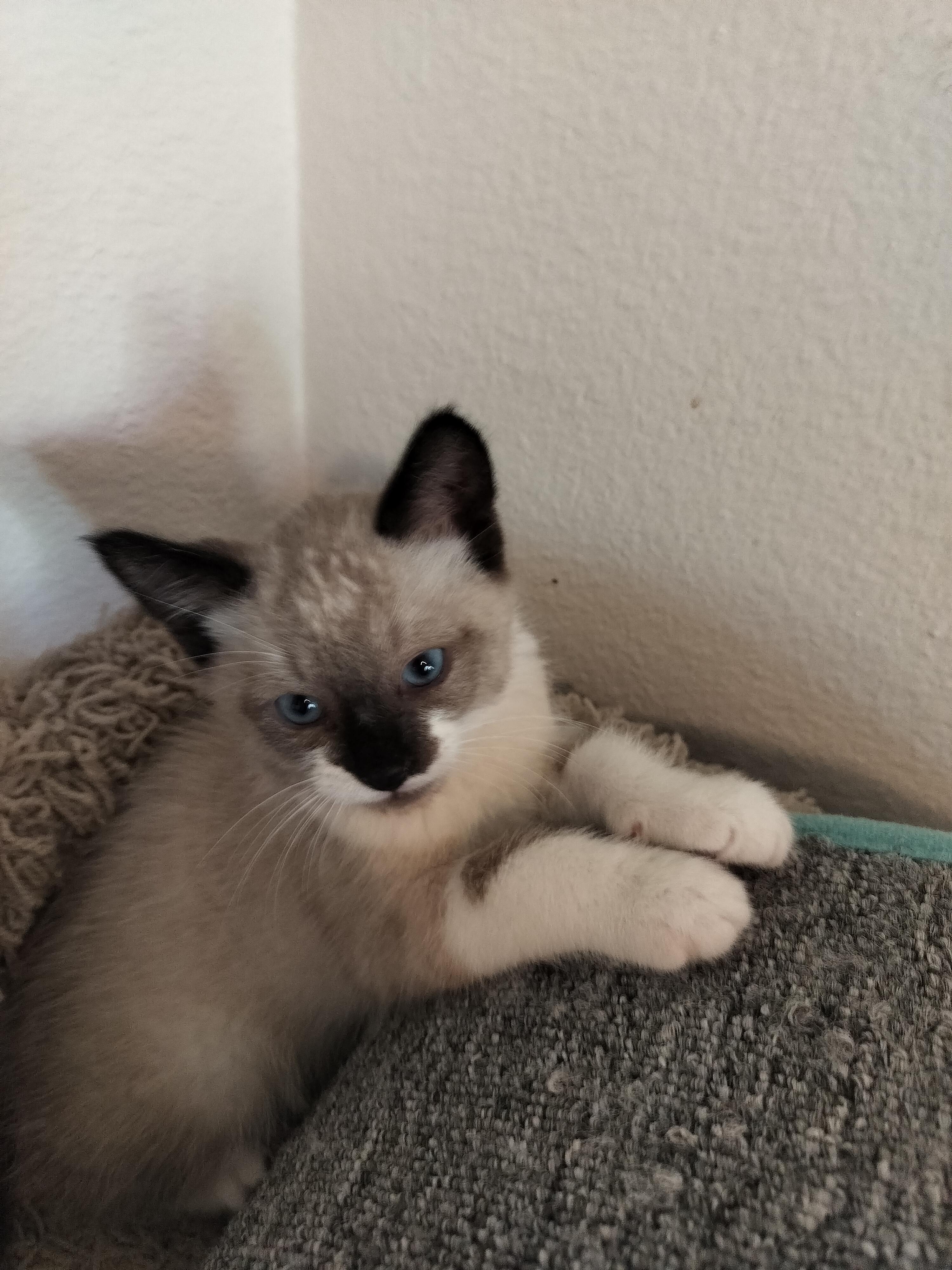 Aurelio, an adopted mixed breed in Portland, OR image 3/3
