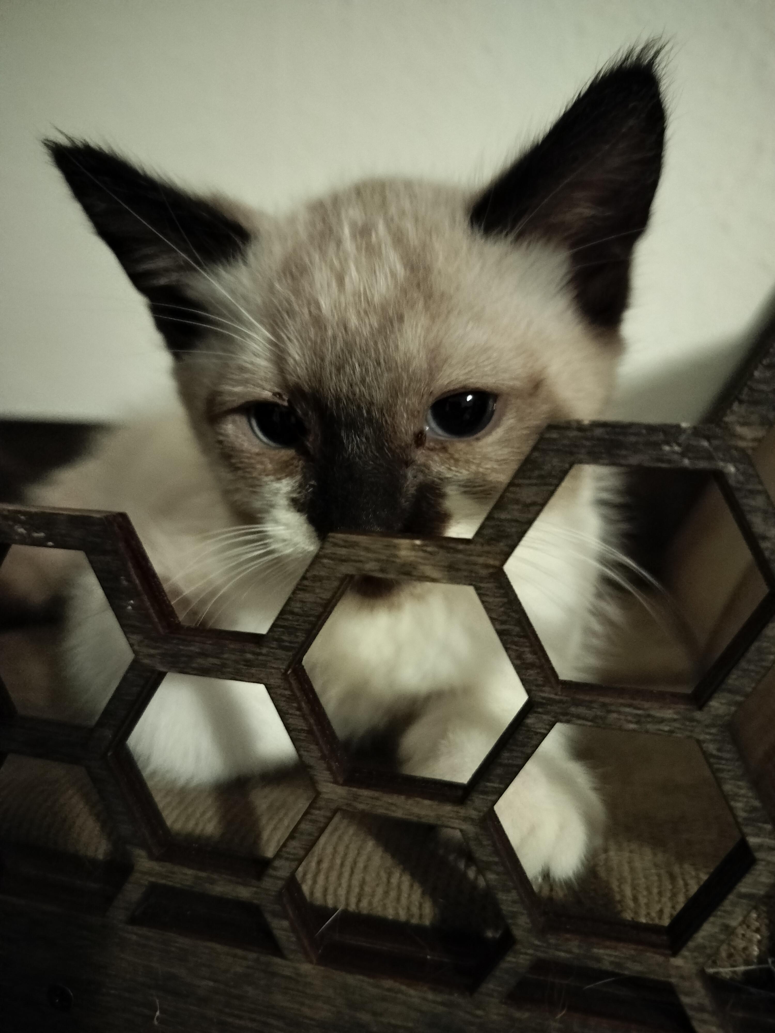Aurelio, adopted, Kitten Male Siamese & Snowshoe.