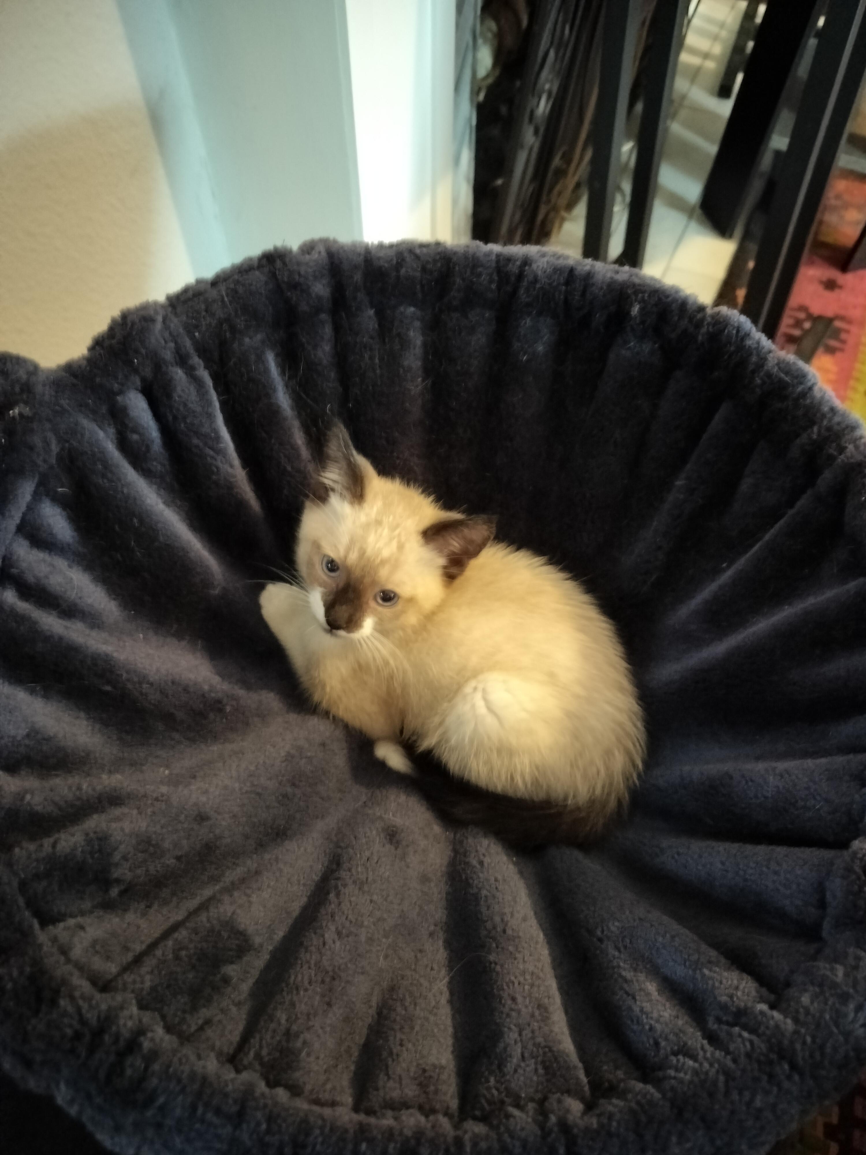 Aurelio, an adopted mixed breed in Portland, OR image 2/3