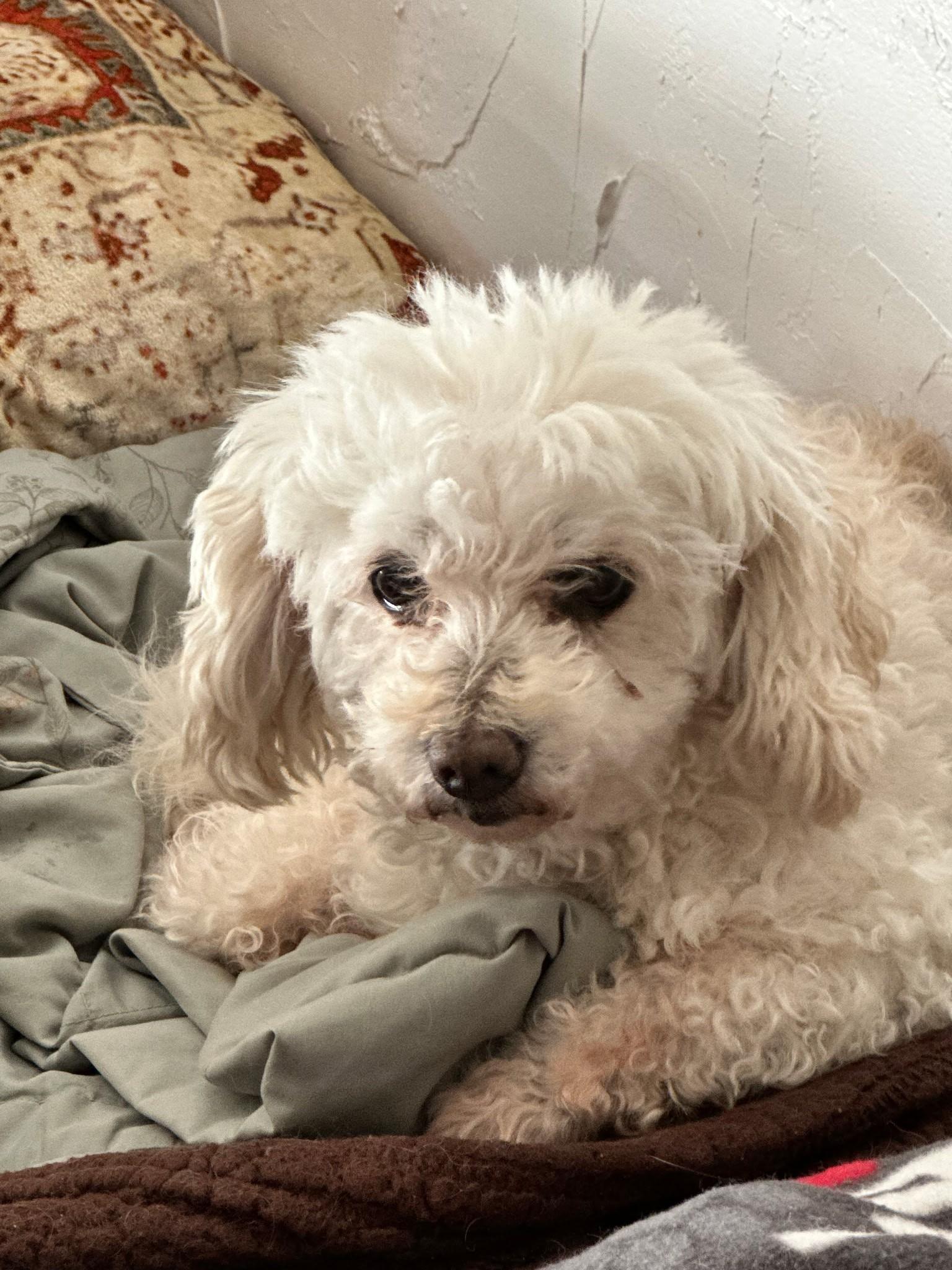 Enlarge Maggie, a Adopted mixed breed in Carey, OH image 1/3