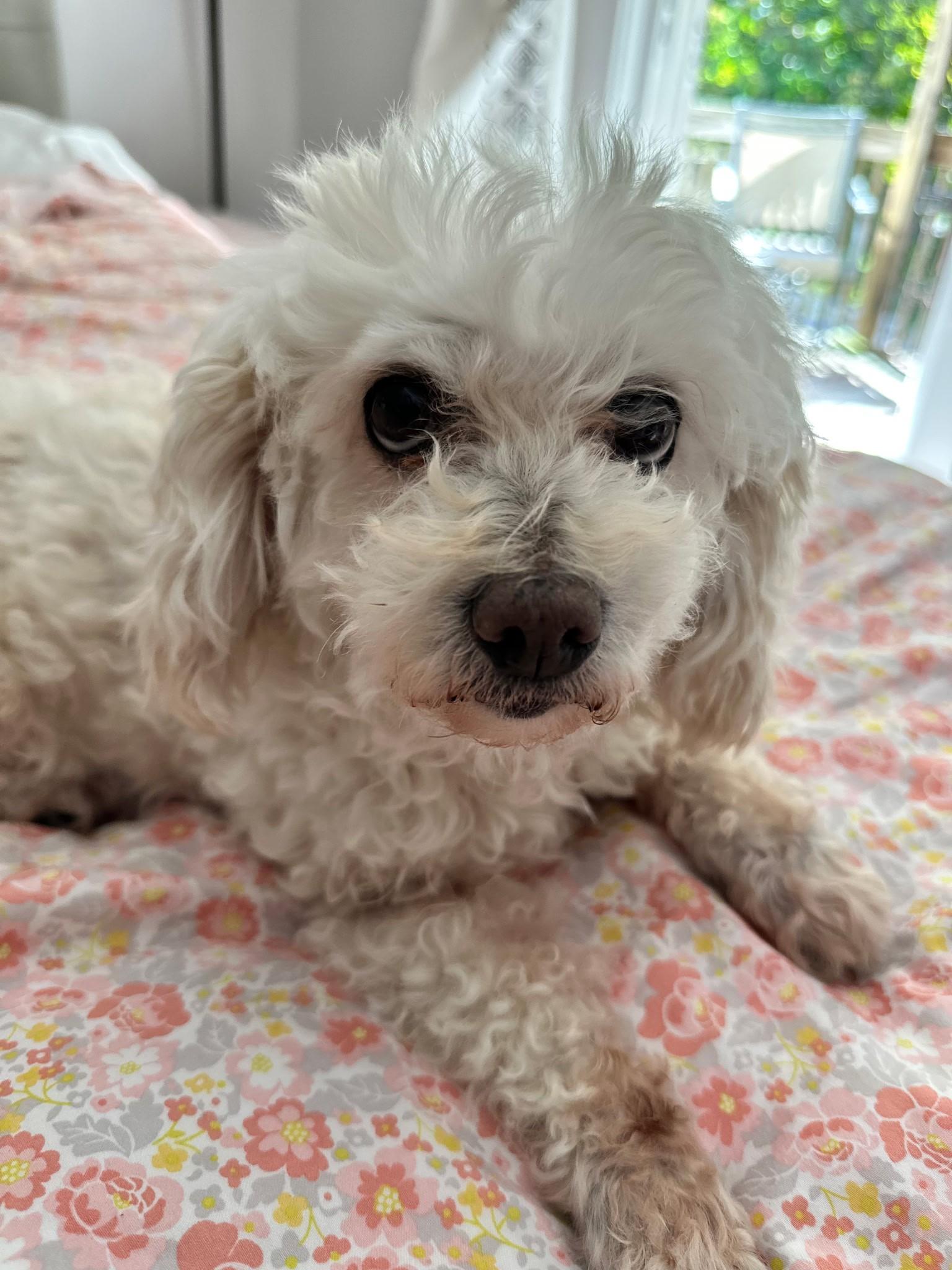 Enlarge Maggie, a Adopted mixed breed in Carey, OH image 3/3