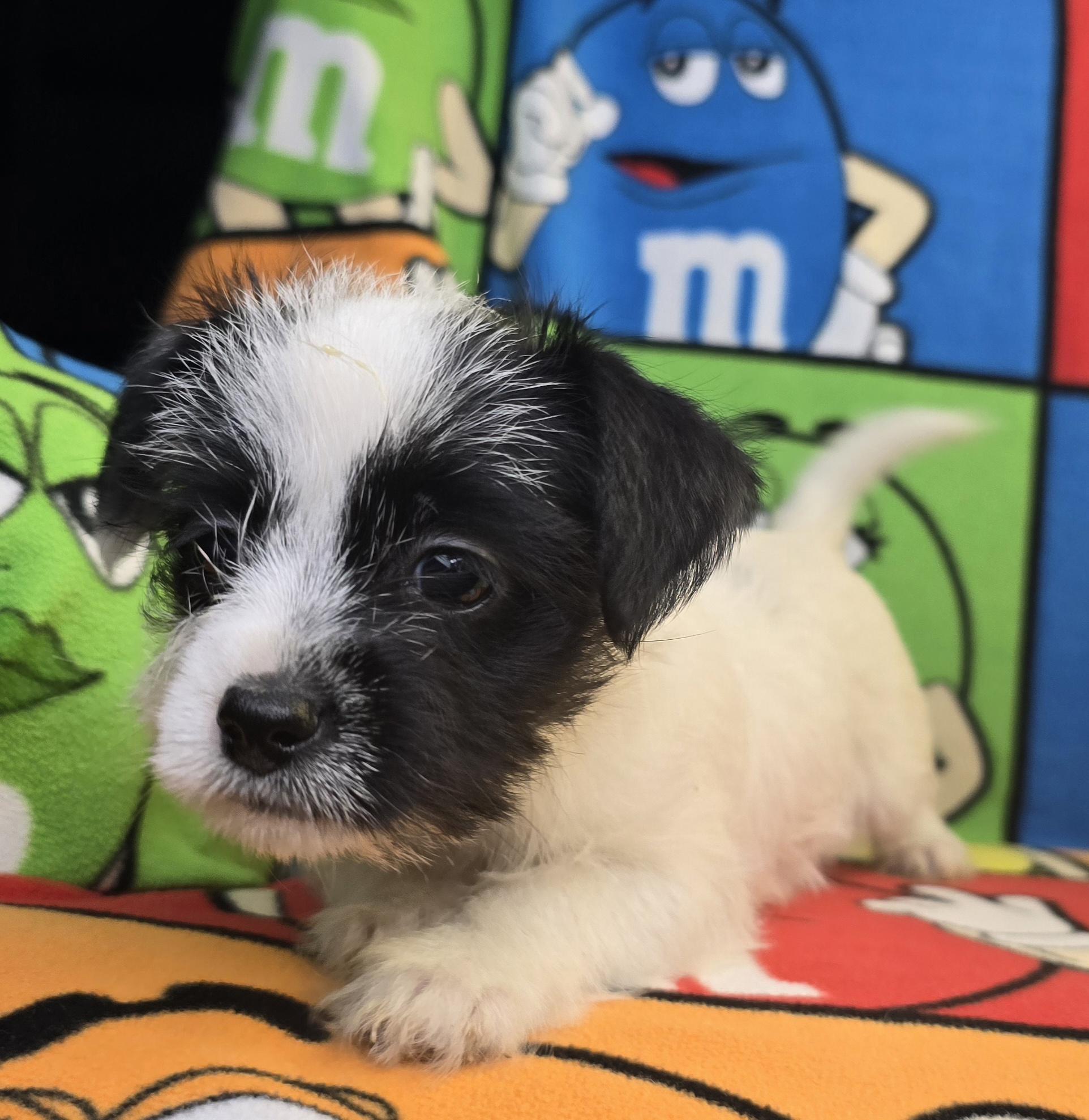 Ashley, a Adoptable mixed breed in Hawthorne, CA image 2/8