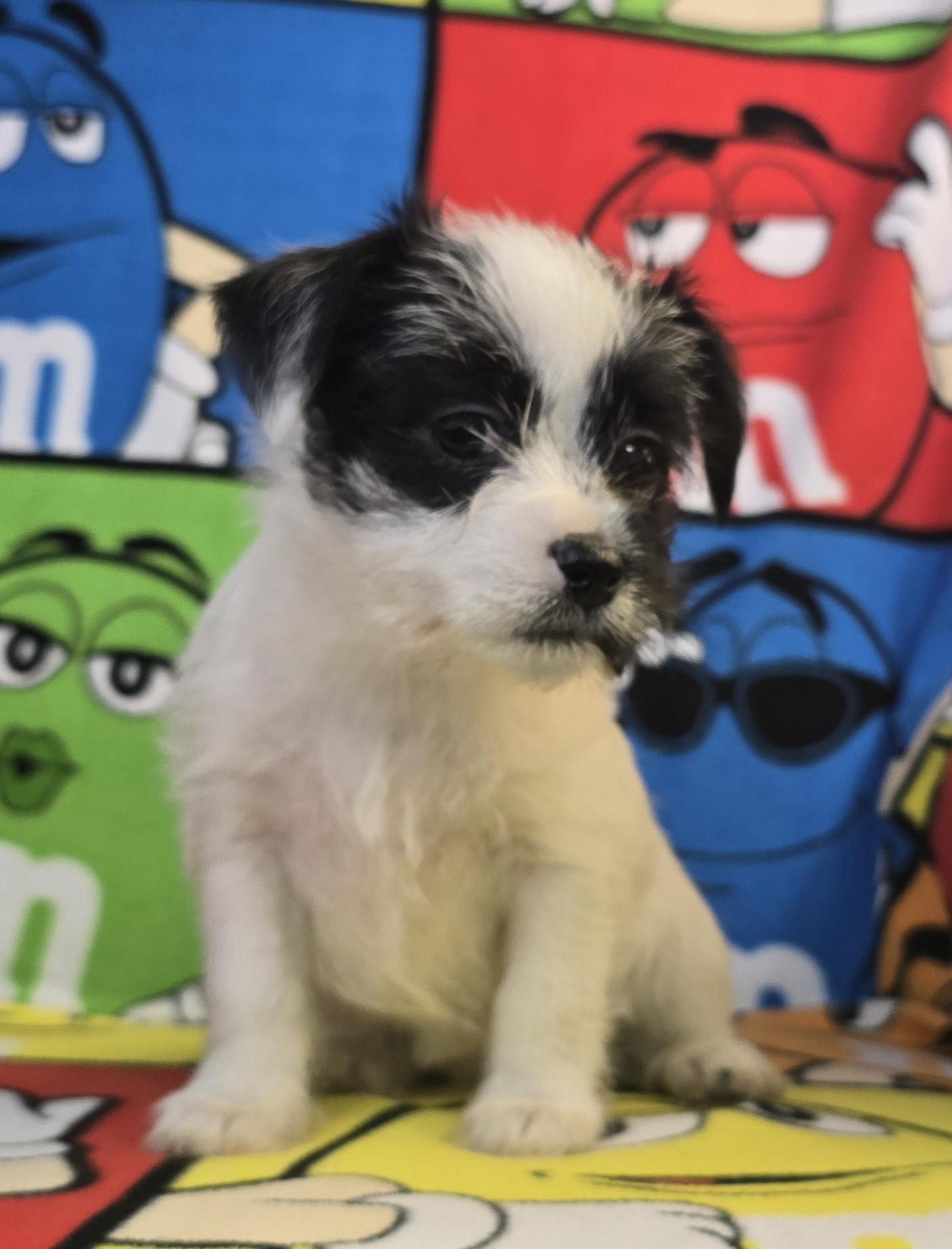 Ashley, a Adoptable mixed breed in Hawthorne, CA image 3/8