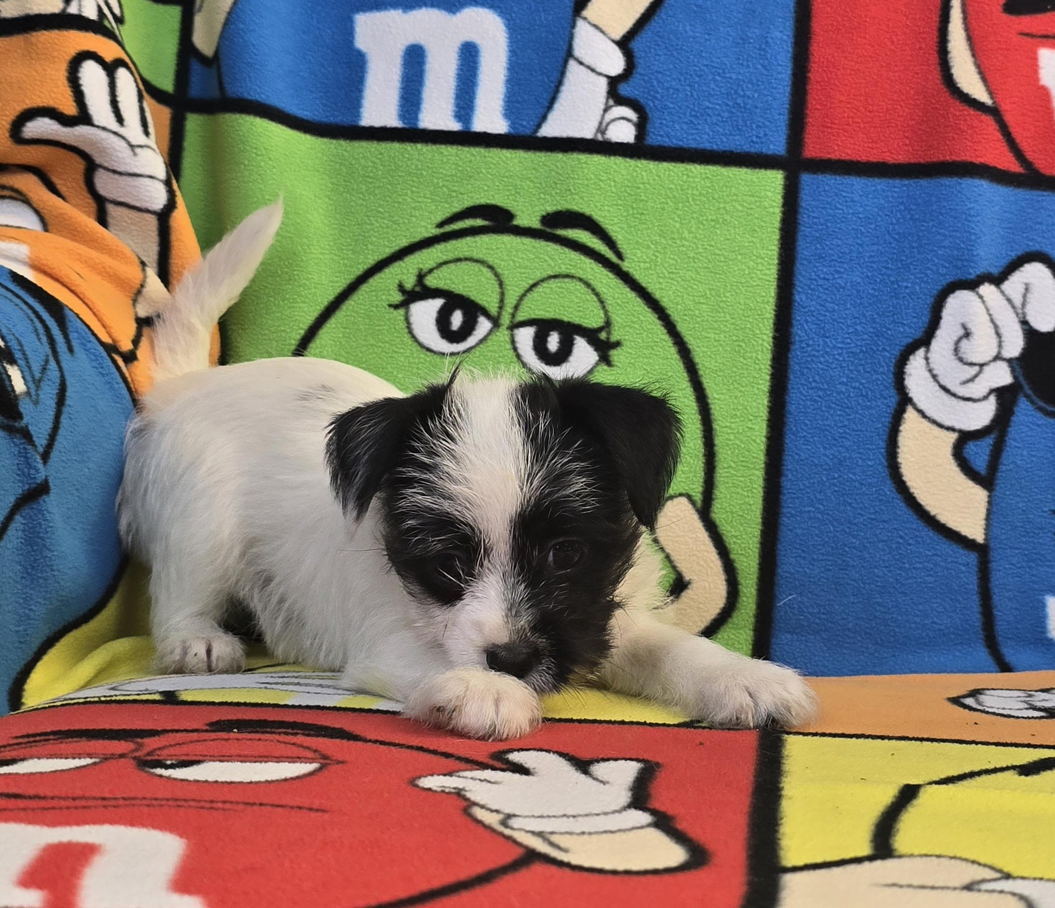 Ashley, a Adoptable mixed breed in Hawthorne, CA image 6/8