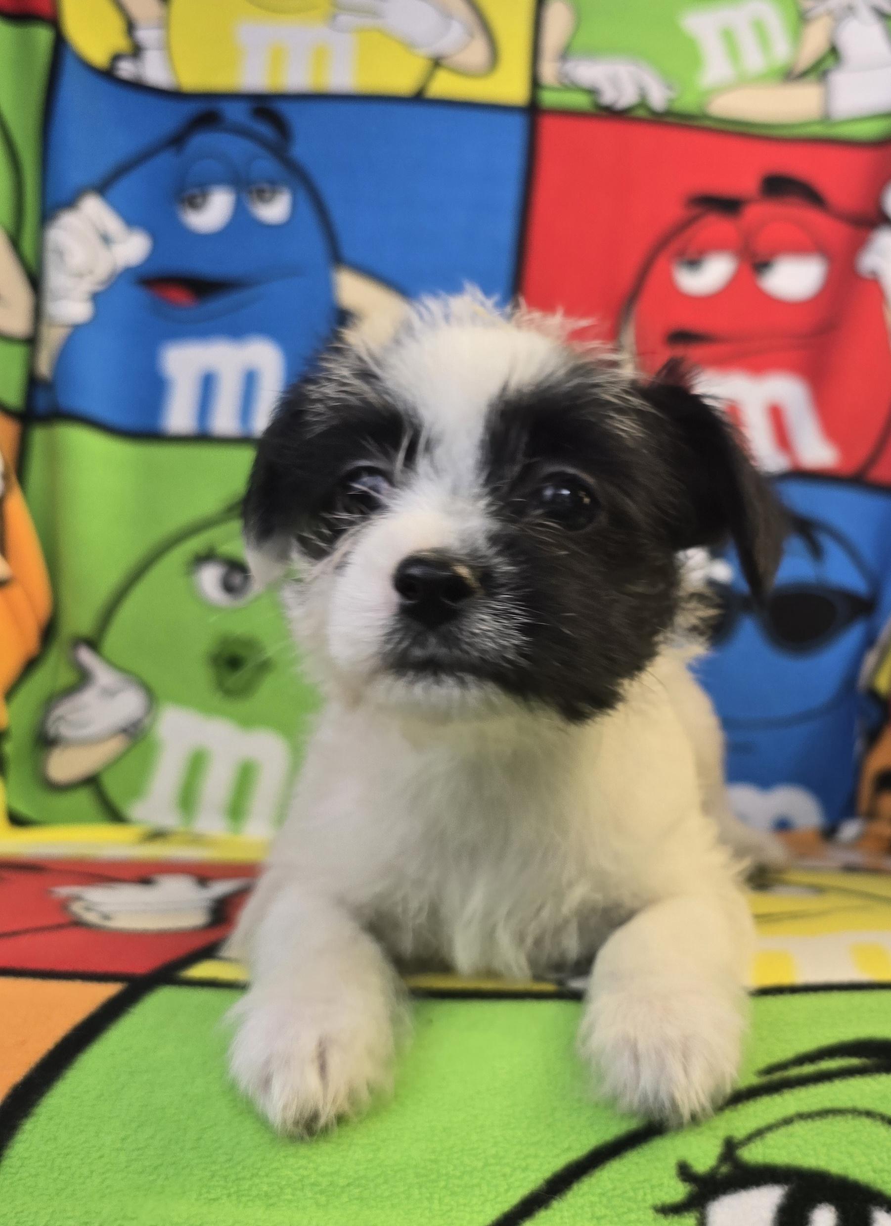 Ashley, a Adoptable mixed breed in Hawthorne, CA image 1/8