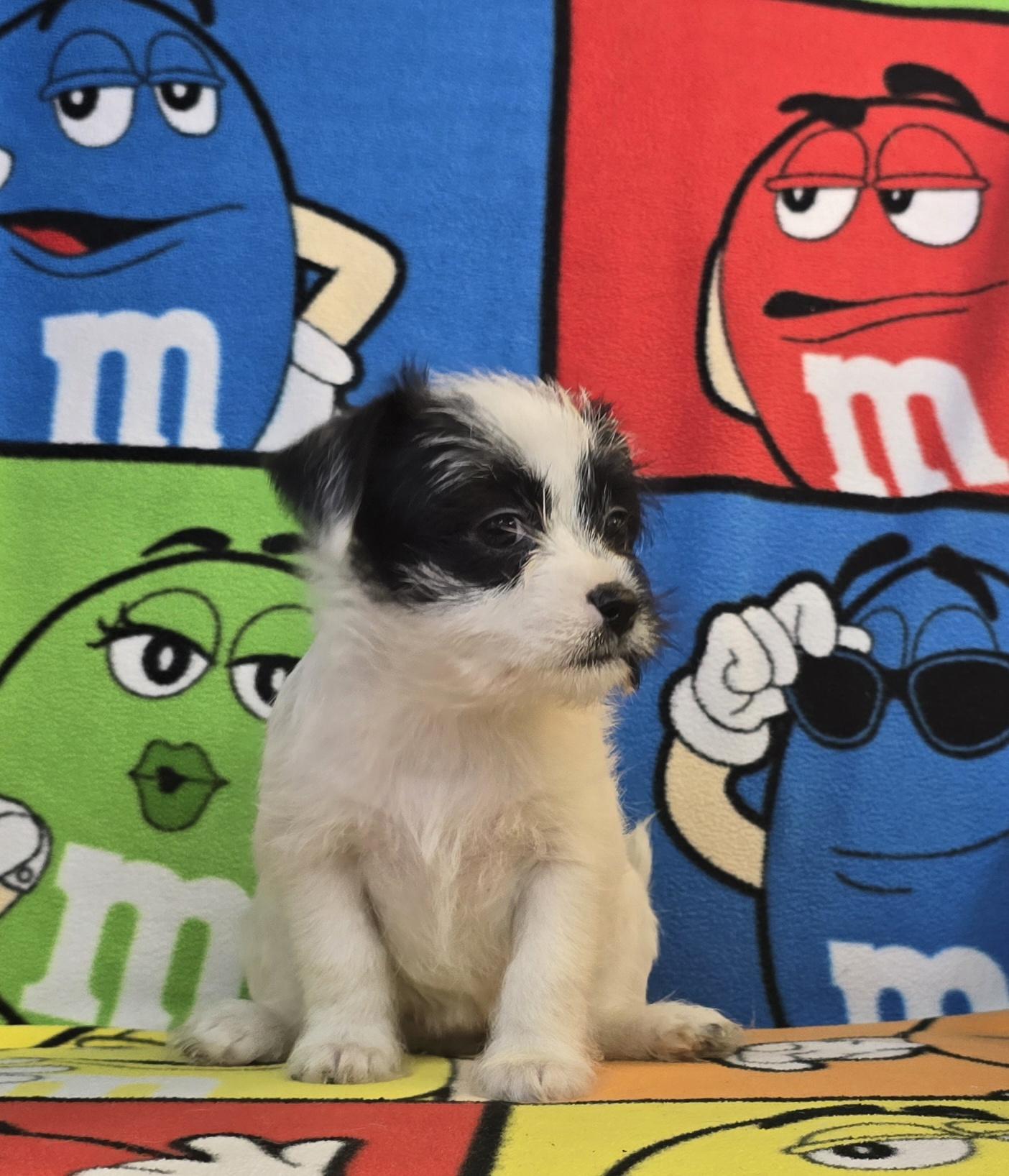Enlarge Ashley, a Adoptable mixed breed in Hawthorne, CA image 8/8