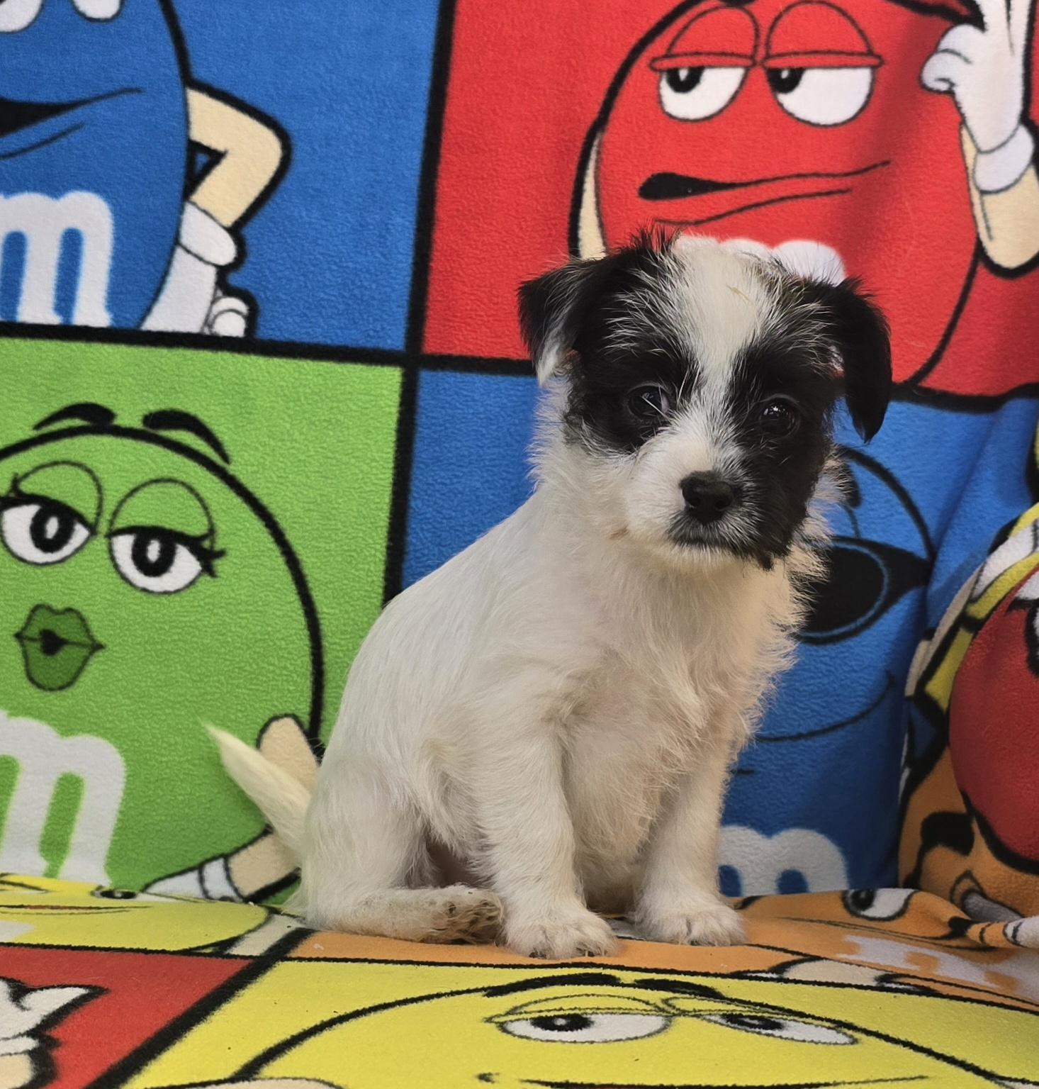 Enlarge Ashley, a Adoptable mixed breed in Hawthorne, CA image 7/8