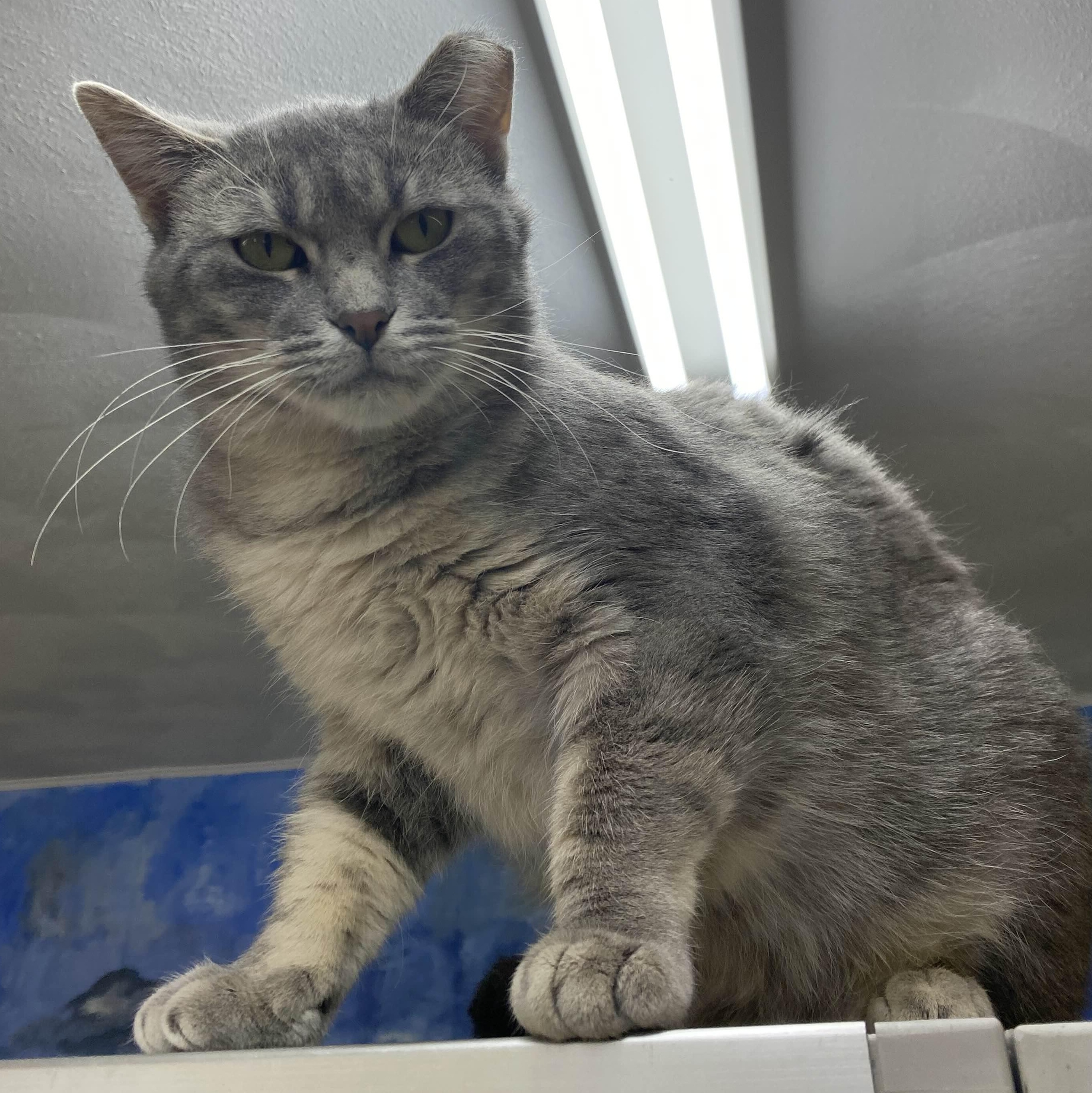 Capri Sun-Love Bug-FEE WAIVED