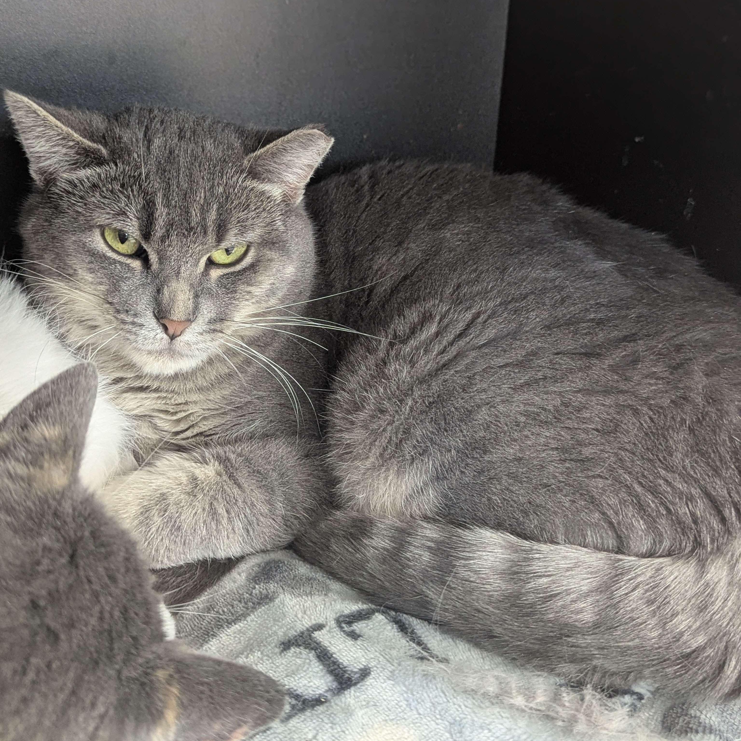 Capri Sun-Love Bug-FEE WAIVED