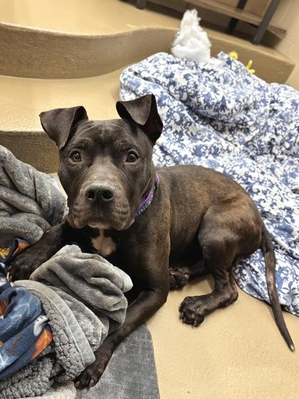 Deebo, Adoptable, Young Male Mixed Breed & Mixed Breed.