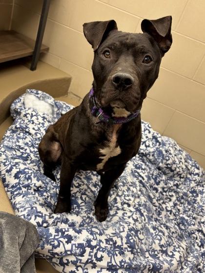 Enlarge Deebo, a Adoptable mixed breed in Knoxville, TN image 2/3