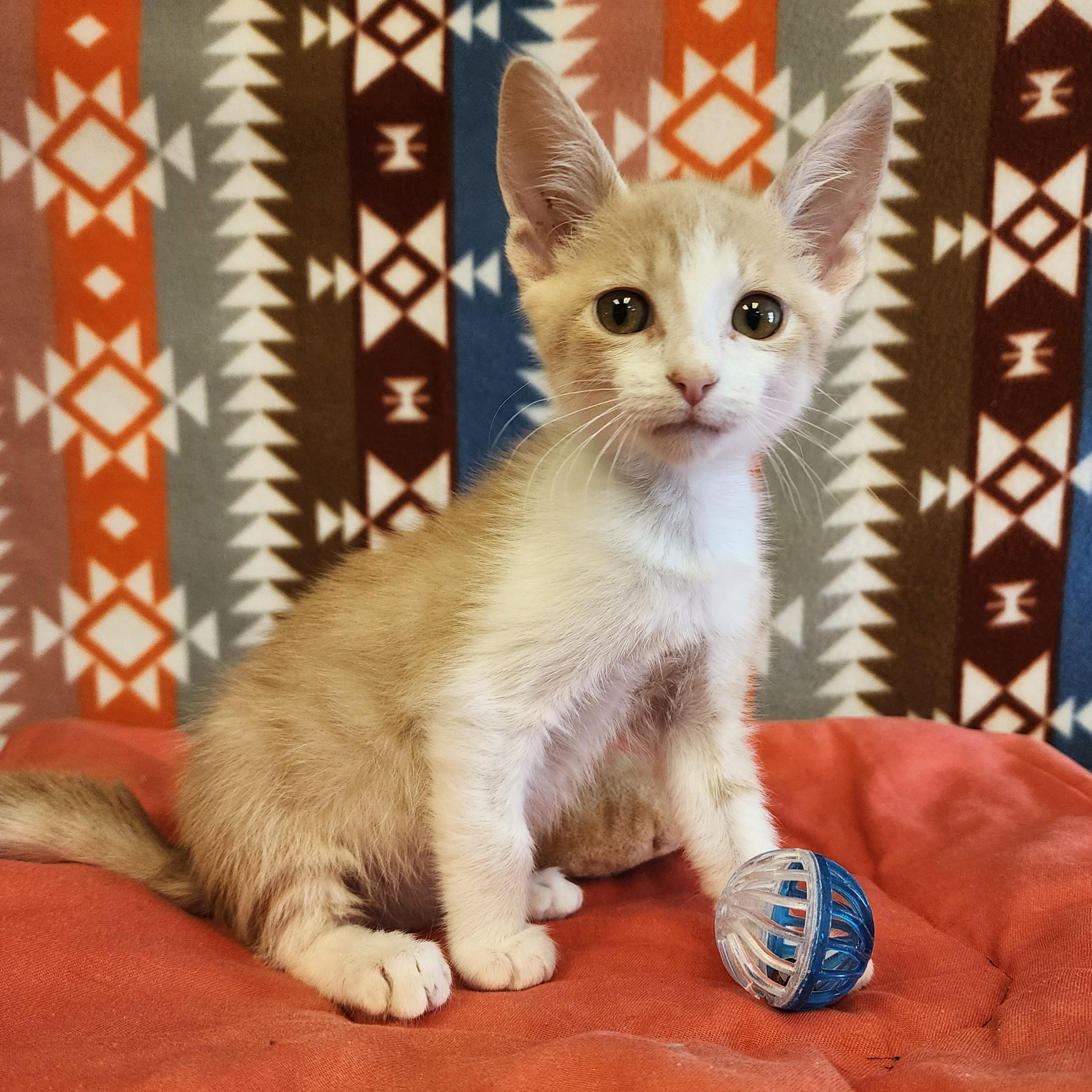 Enlarge Tang , a ADOPTABLE mixed breed in ALPINE, TX image 1/5