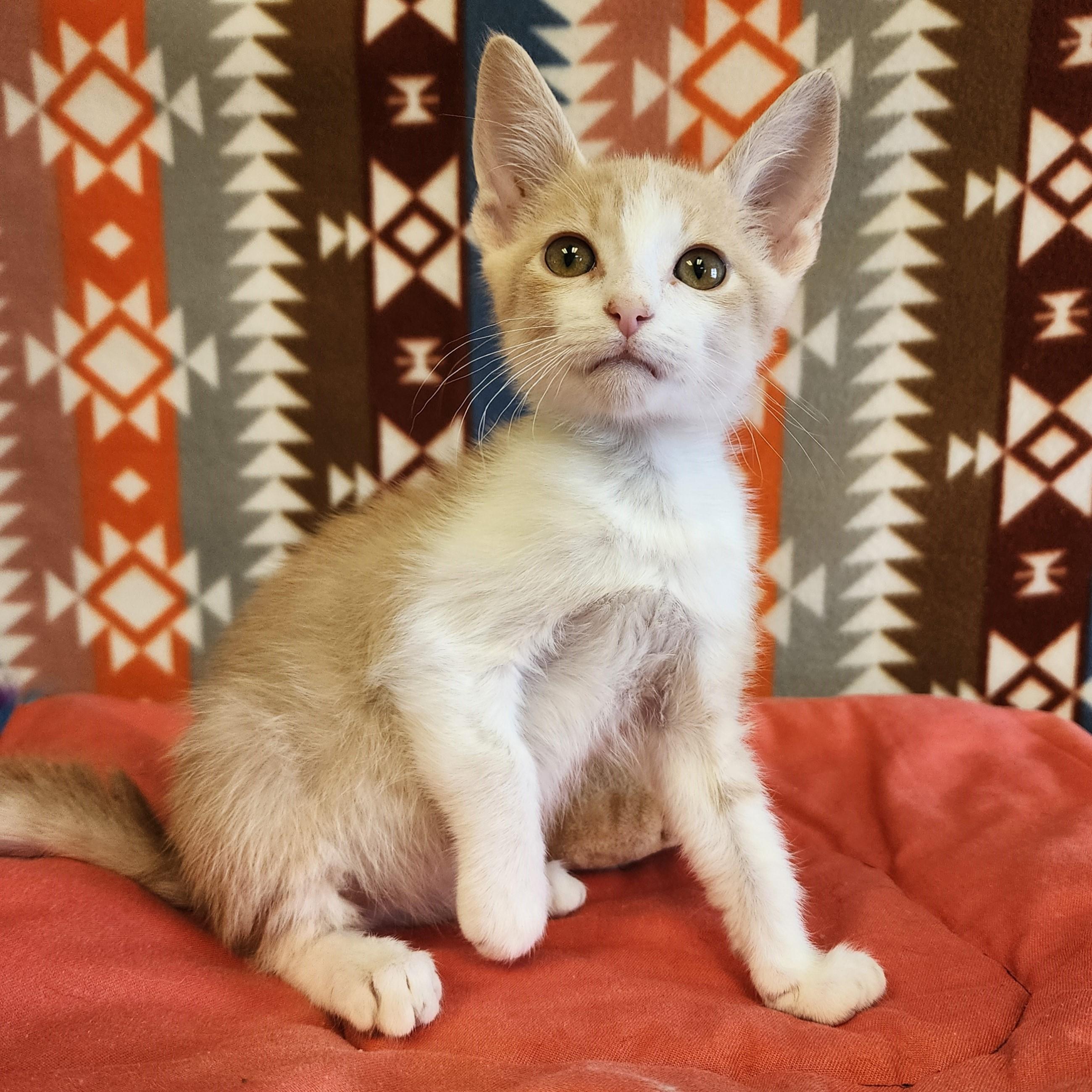 Enlarge Tang , a ADOPTABLE mixed breed in ALPINE, TX image 3/5